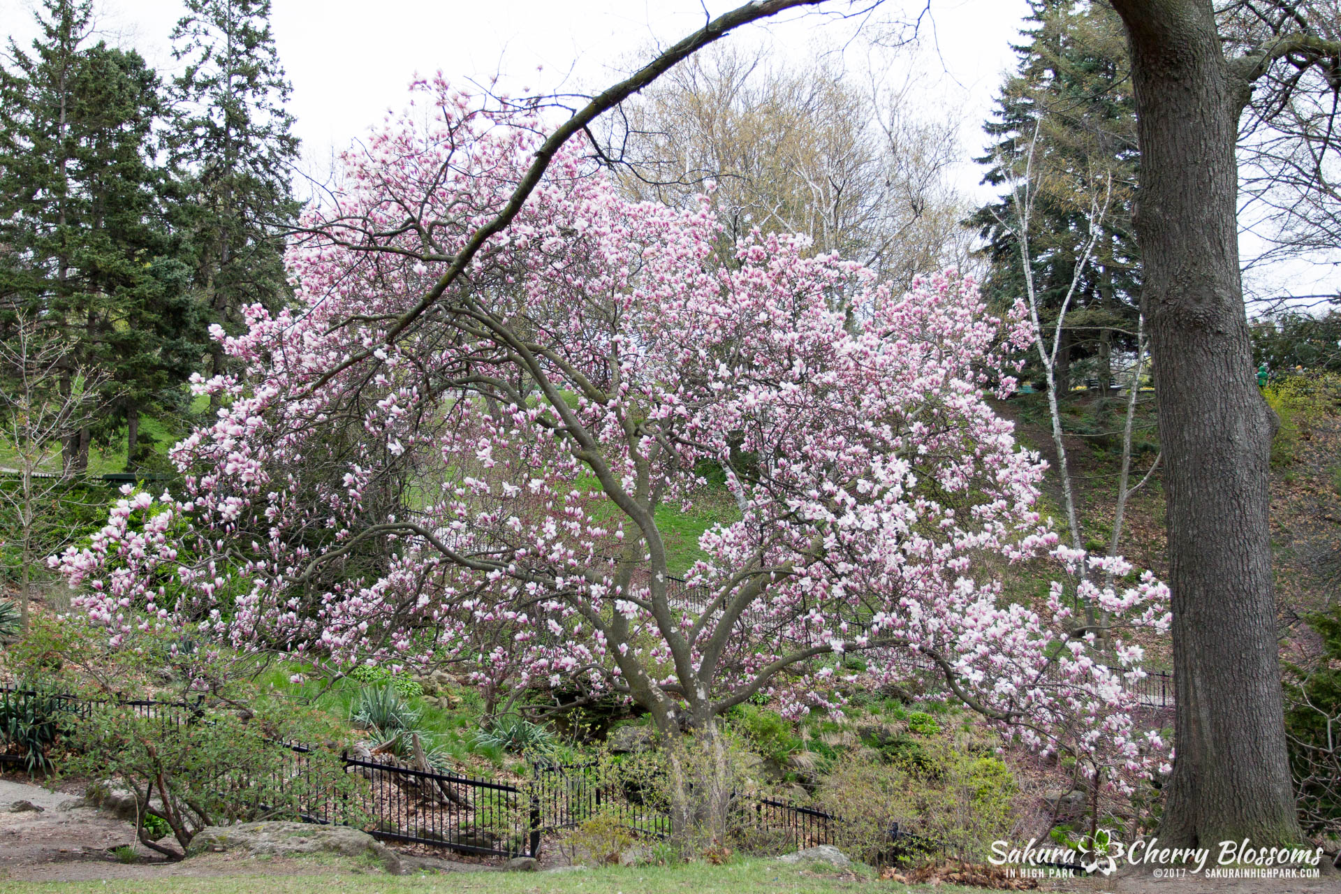 Sakura-Watch-May-2-2017-cherry-blossoms-falling-in-High-Park-104.jpg