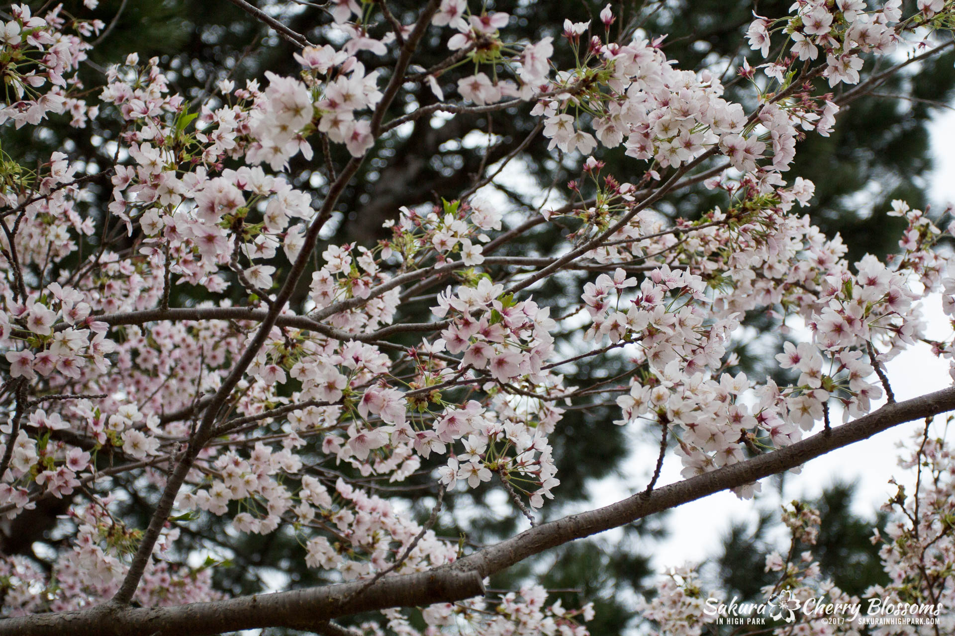 Sakura-Watch-May-2-2017-cherry-blossoms-falling-in-High-Park-70.jpg