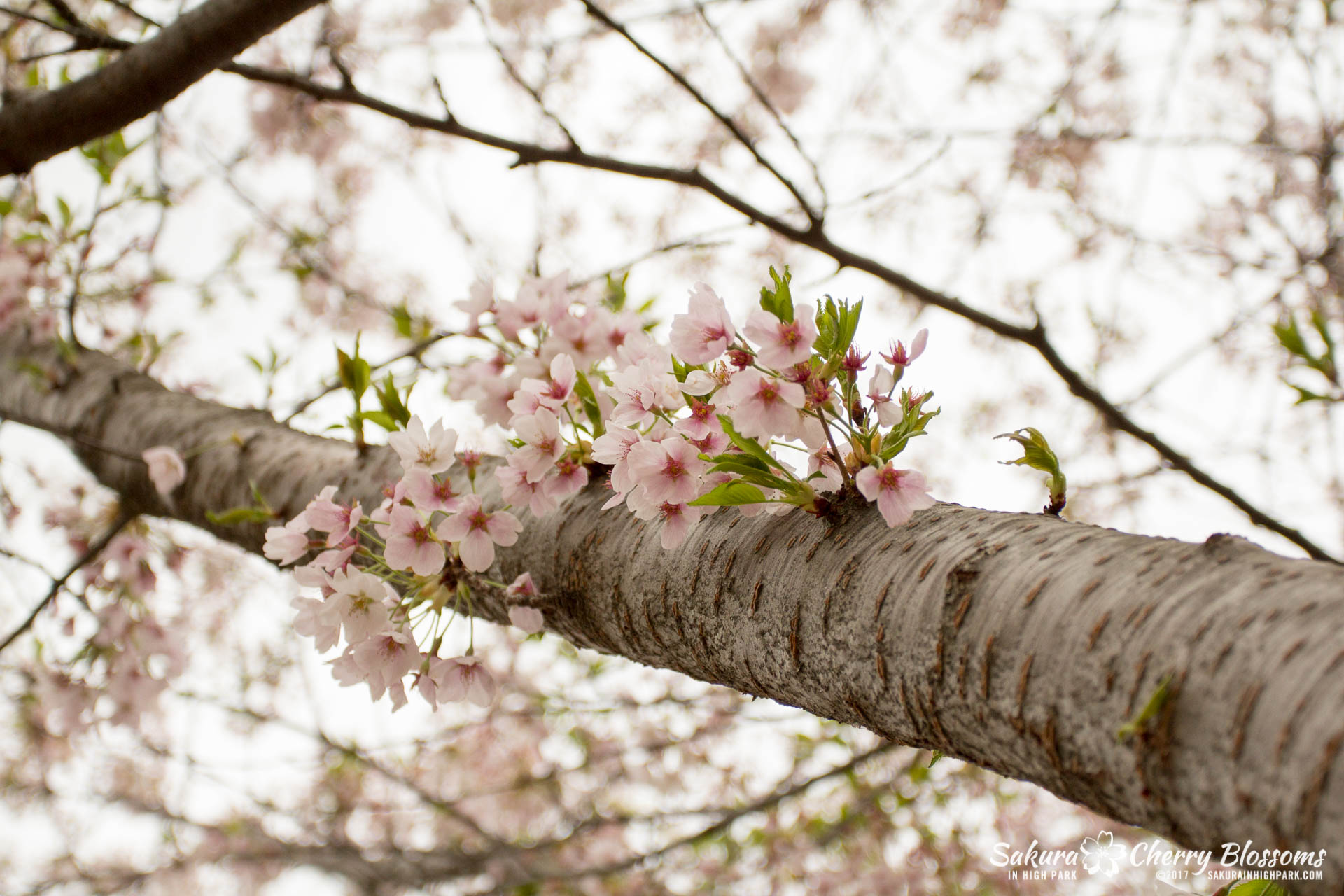 Sakura-Watch-May-2-2017-cherry-blossoms-falling-in-High-Park-11.jpg