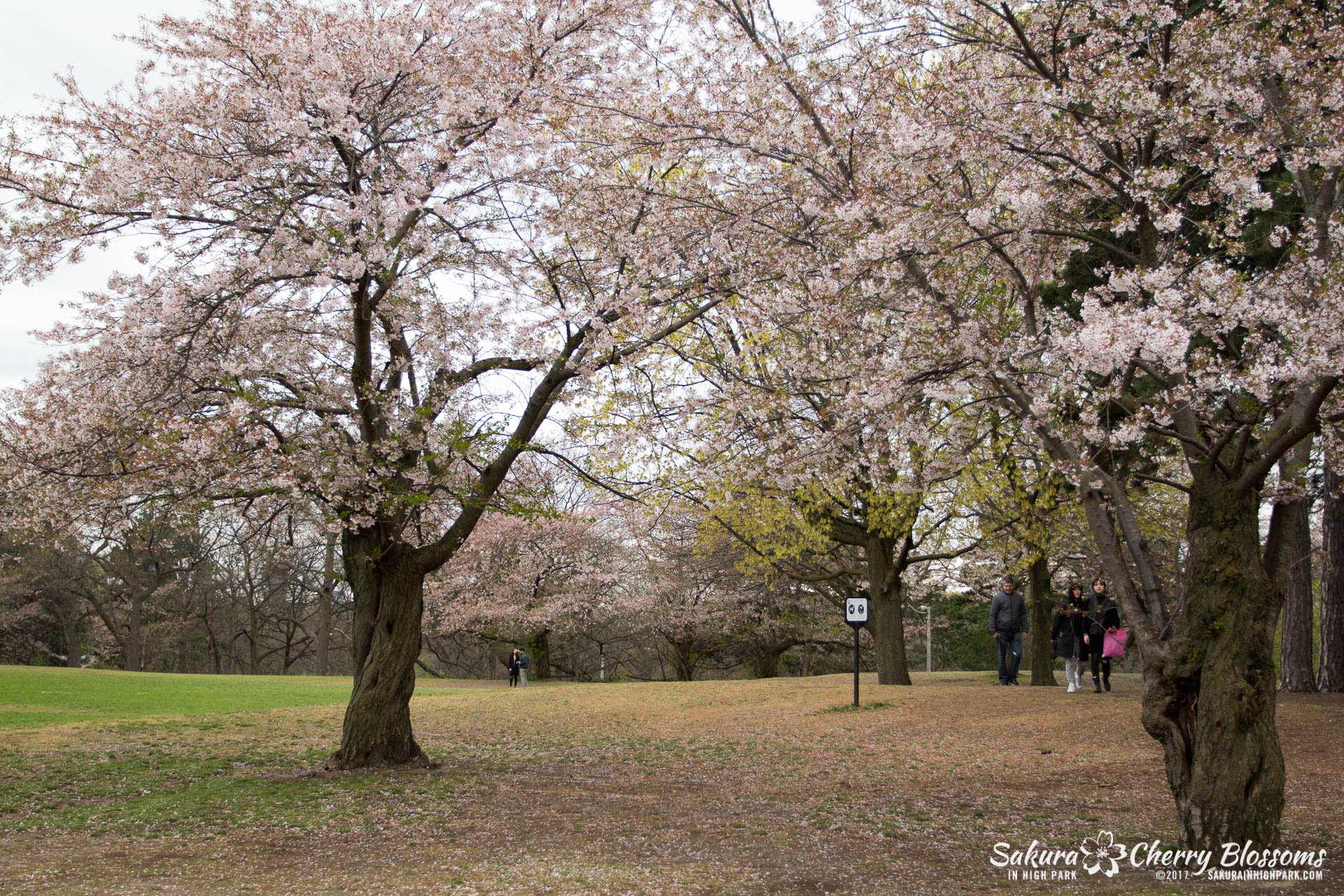 Sakura-Watch-May-2-2017-cherry-blossoms-falling-in-High-Park-5.jpg