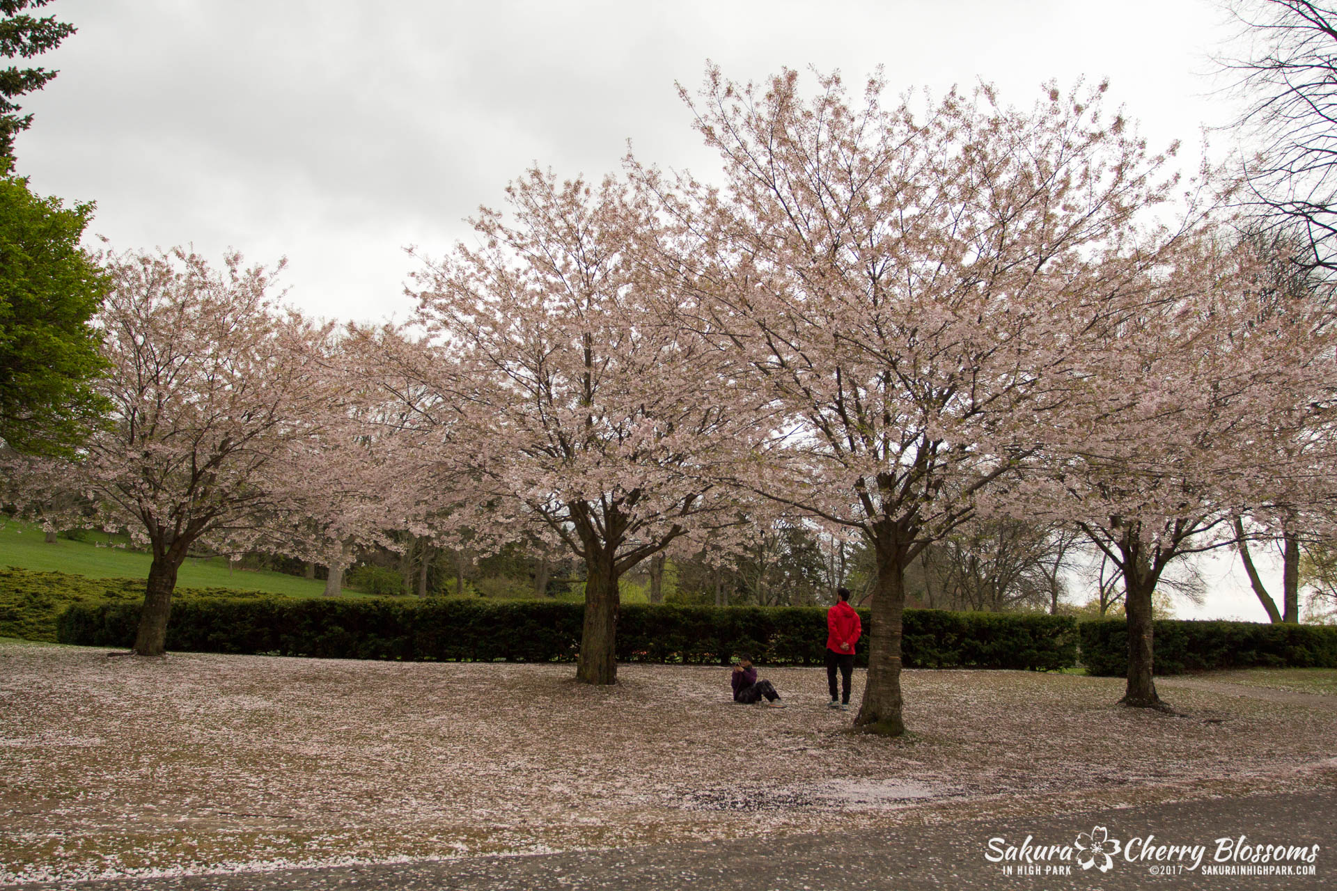 Sakura-Watch-May-2-2017-cherry-blossoms-falling-in-High-Park-168.jpg