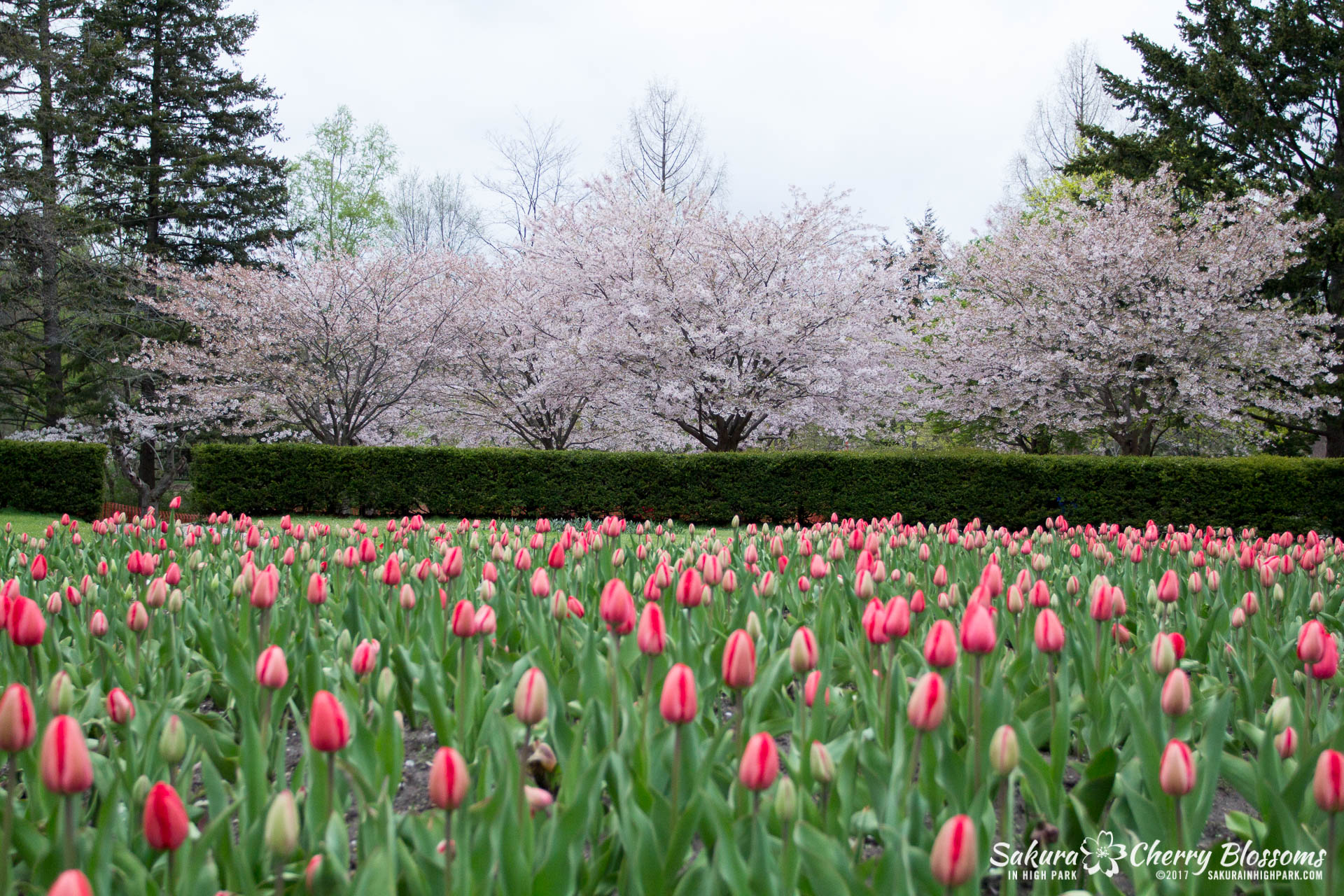 Sakura-Watch-May-2-2017-cherry-blossoms-falling-in-High-Park-215.jpg