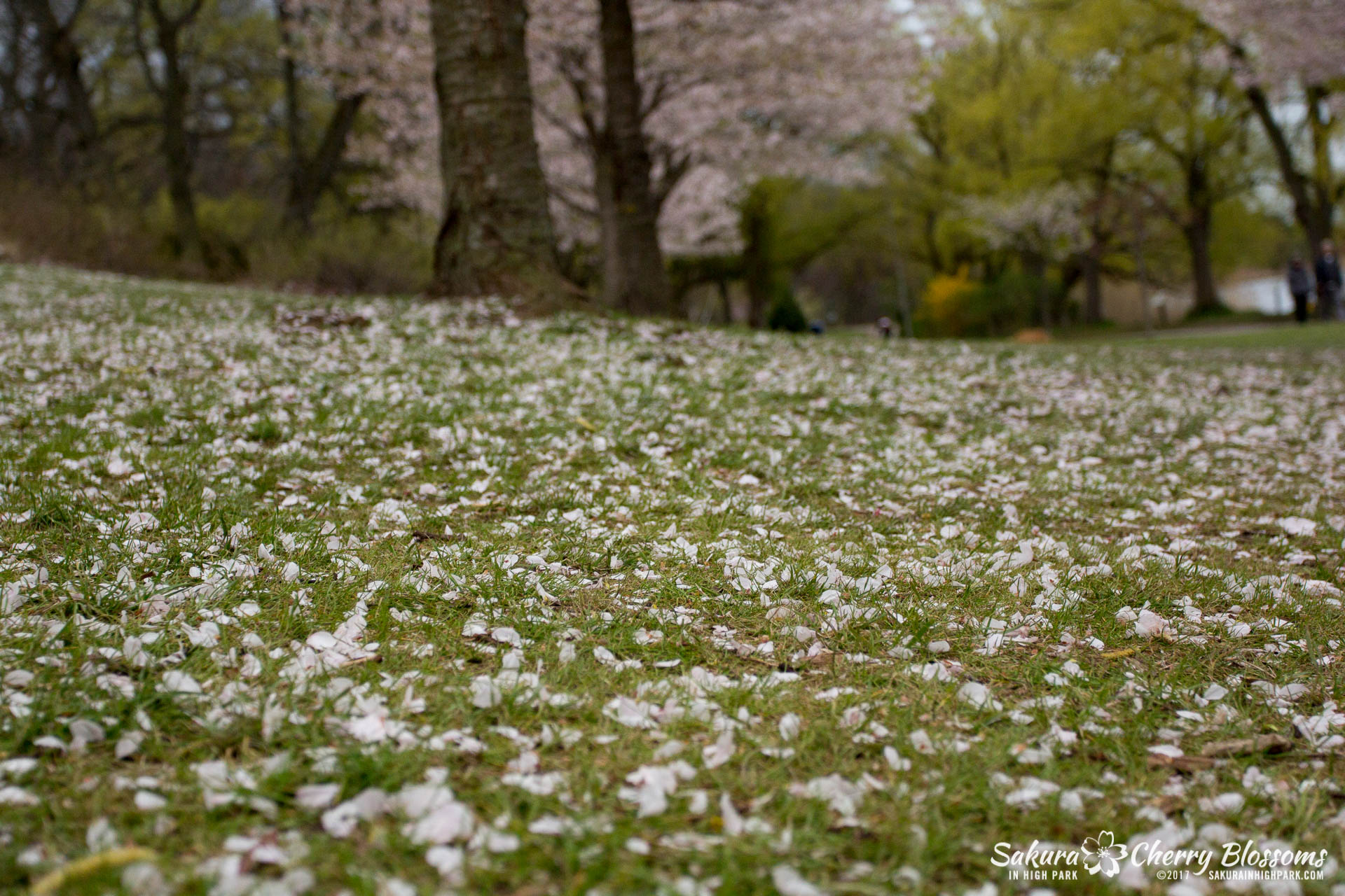 Sakura-Watch-May-2-2017-cherry-blossoms-falling-in-High-Park-200.jpg