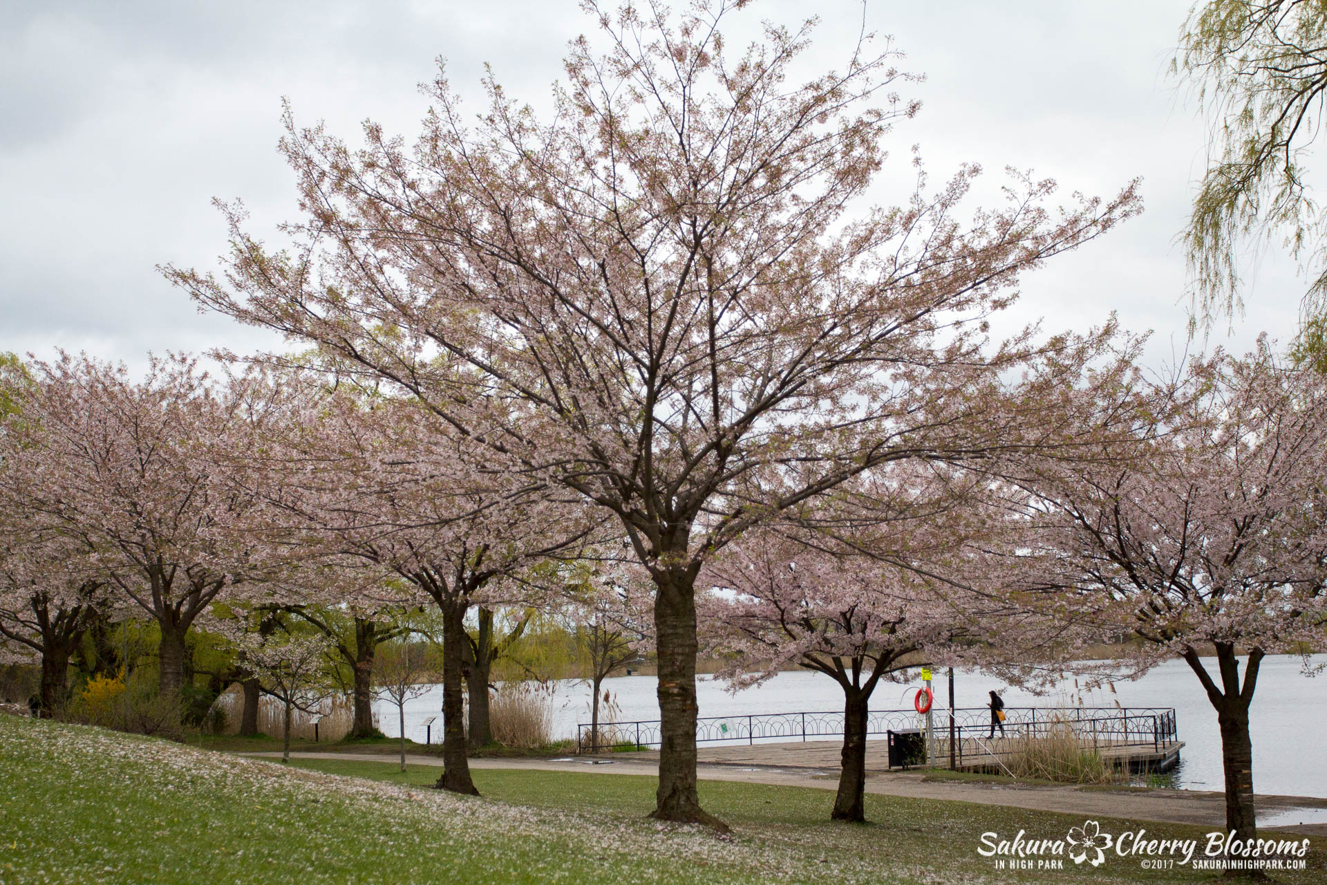 Sakura-Watch-May-2-2017-cherry-blossoms-falling-in-High-Park-189.jpg