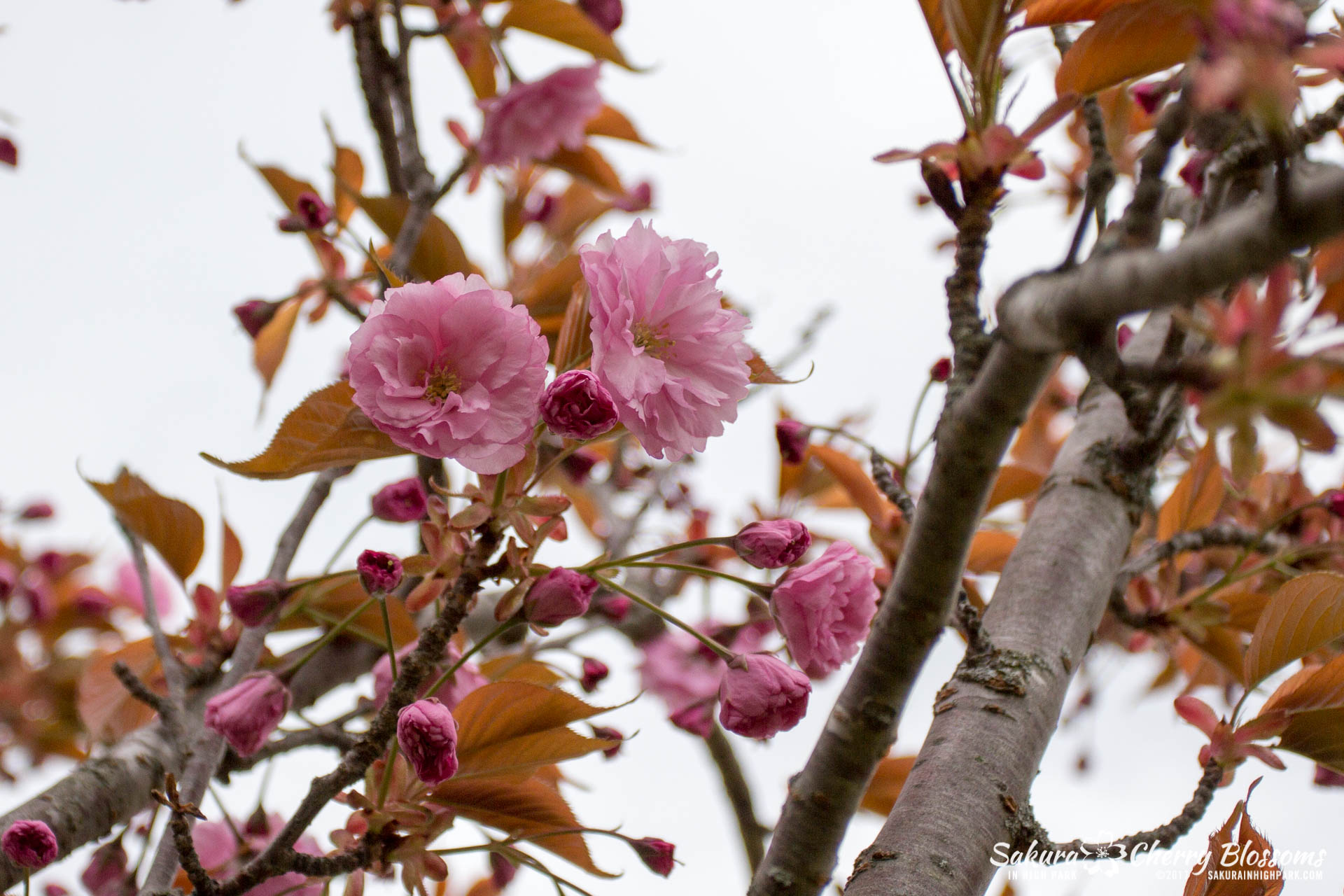 Sakura-Watch-May-12-2017-akebono-fugenzo-in-bloom-162.jpg
