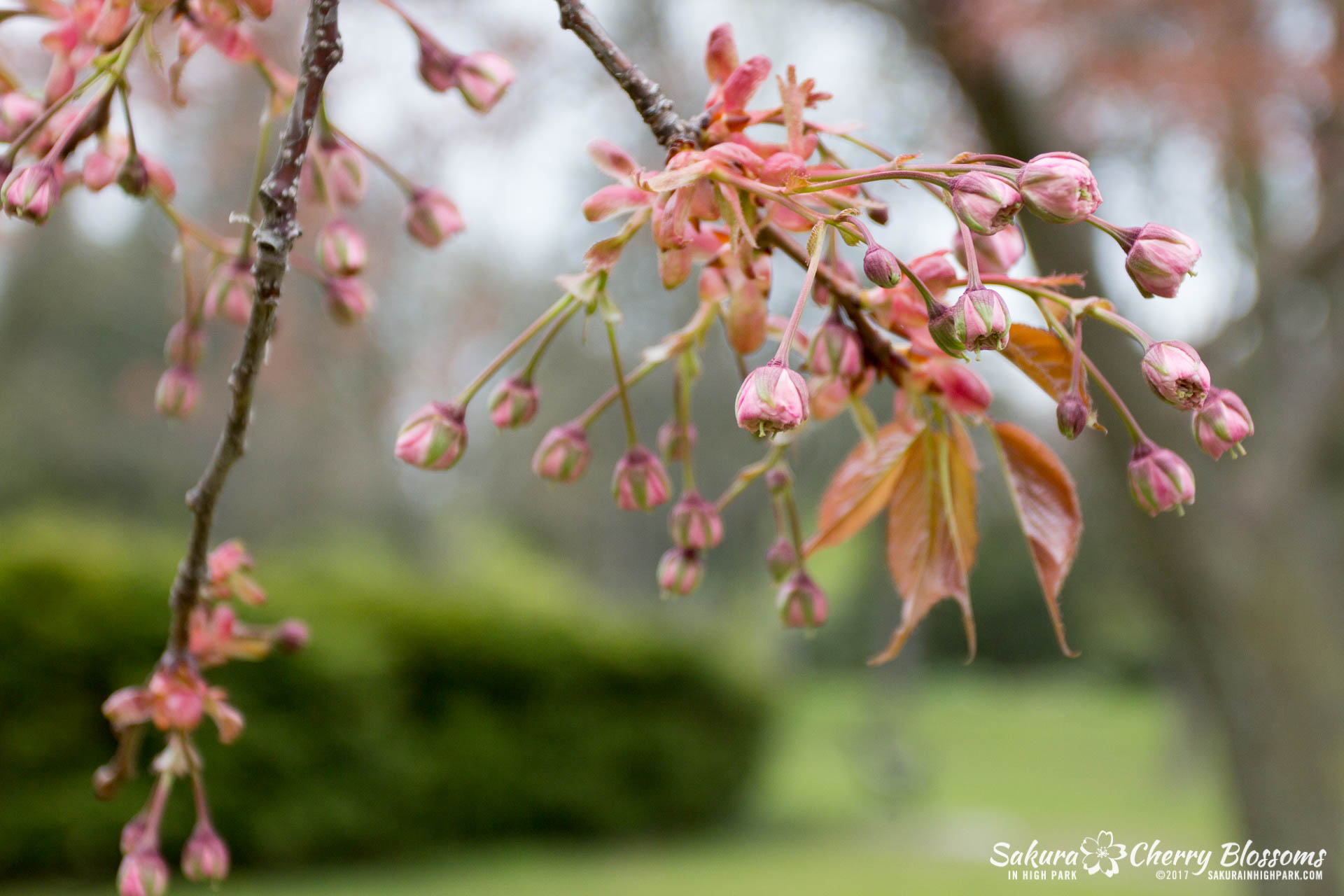 Sakura-Watch-May-12-2017-akebono-fugenzo-in-bloom-145.jpg