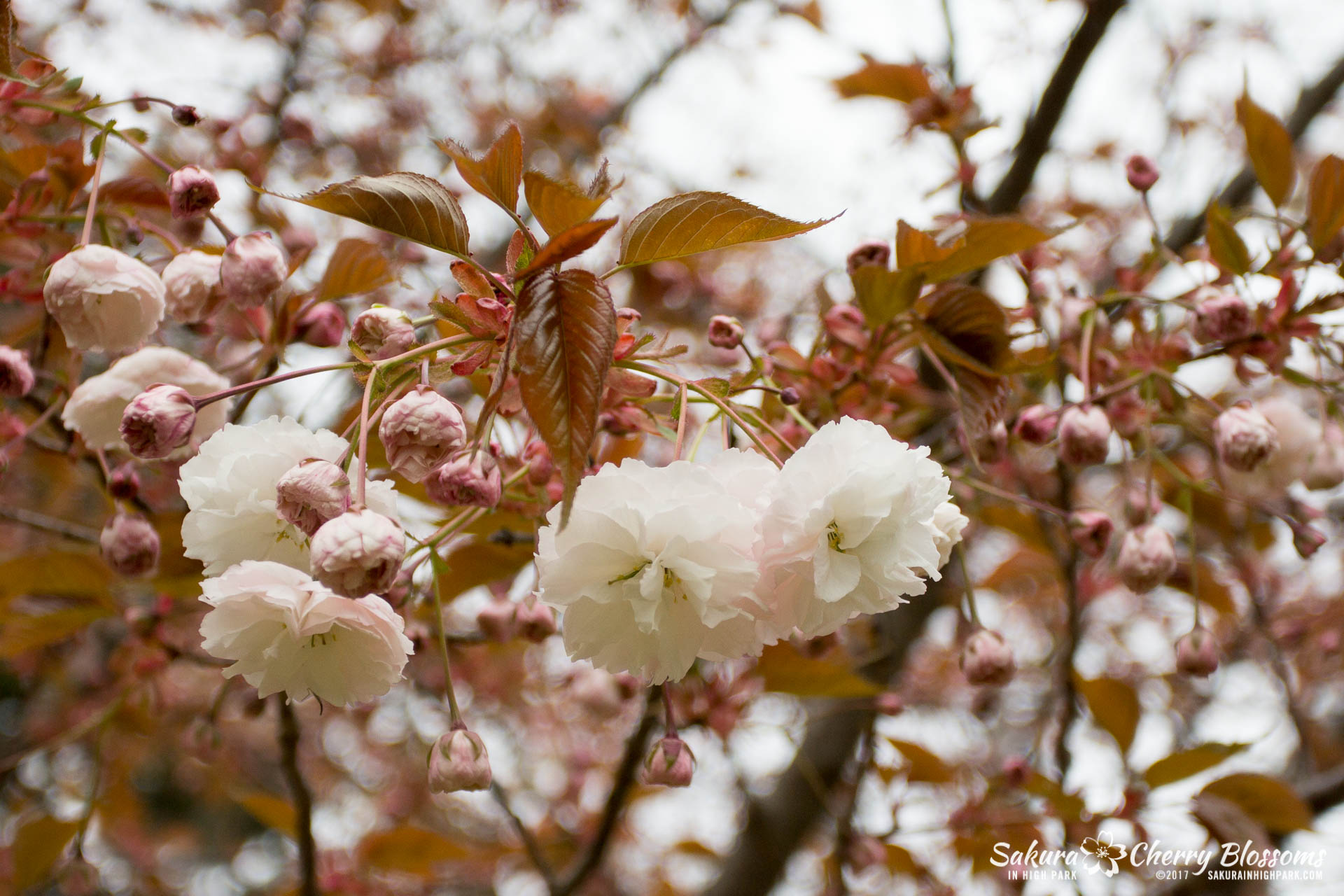 Sakura-Watch-May-12-2017-akebono-fugenzo-in-bloom-120.jpg