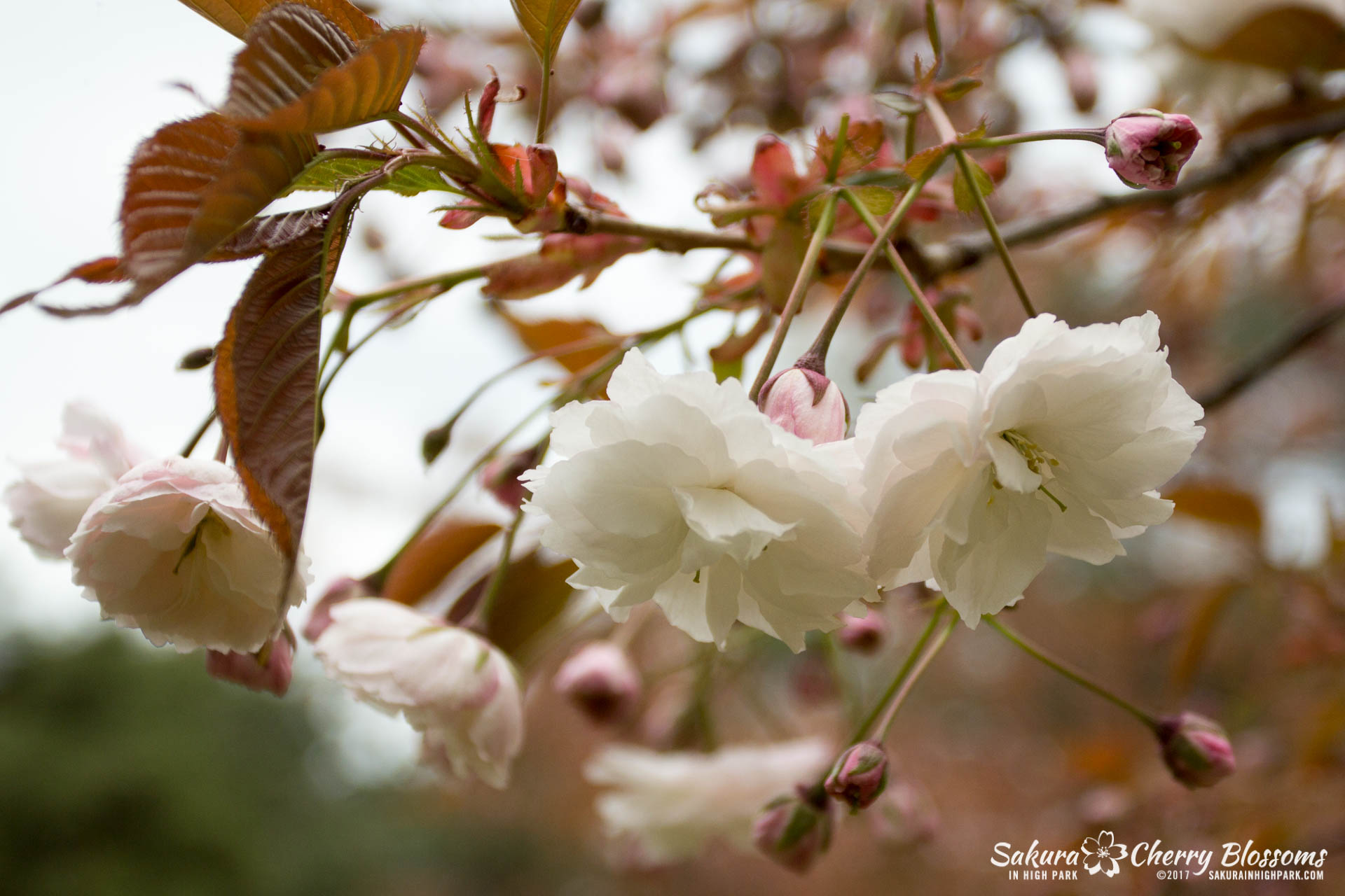 Sakura-Watch-May-12-2017-akebono-fugenzo-in-bloom-114.jpg
