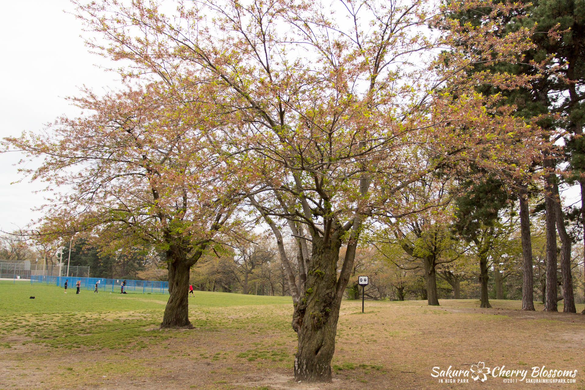 Sakura-Watch-May-12-2017-akebono-fugenzo-in-bloom-4.jpg