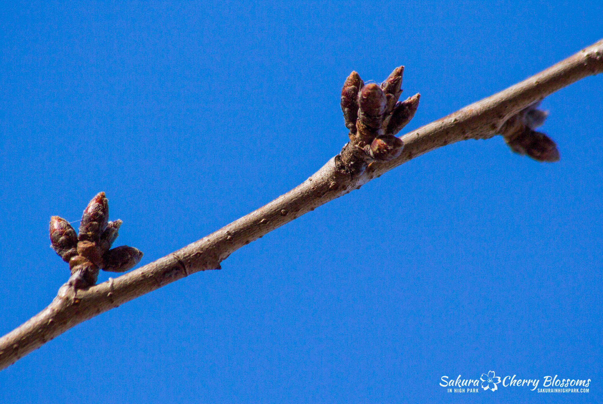 SakuraWatch-Mar04-18-14.jpg