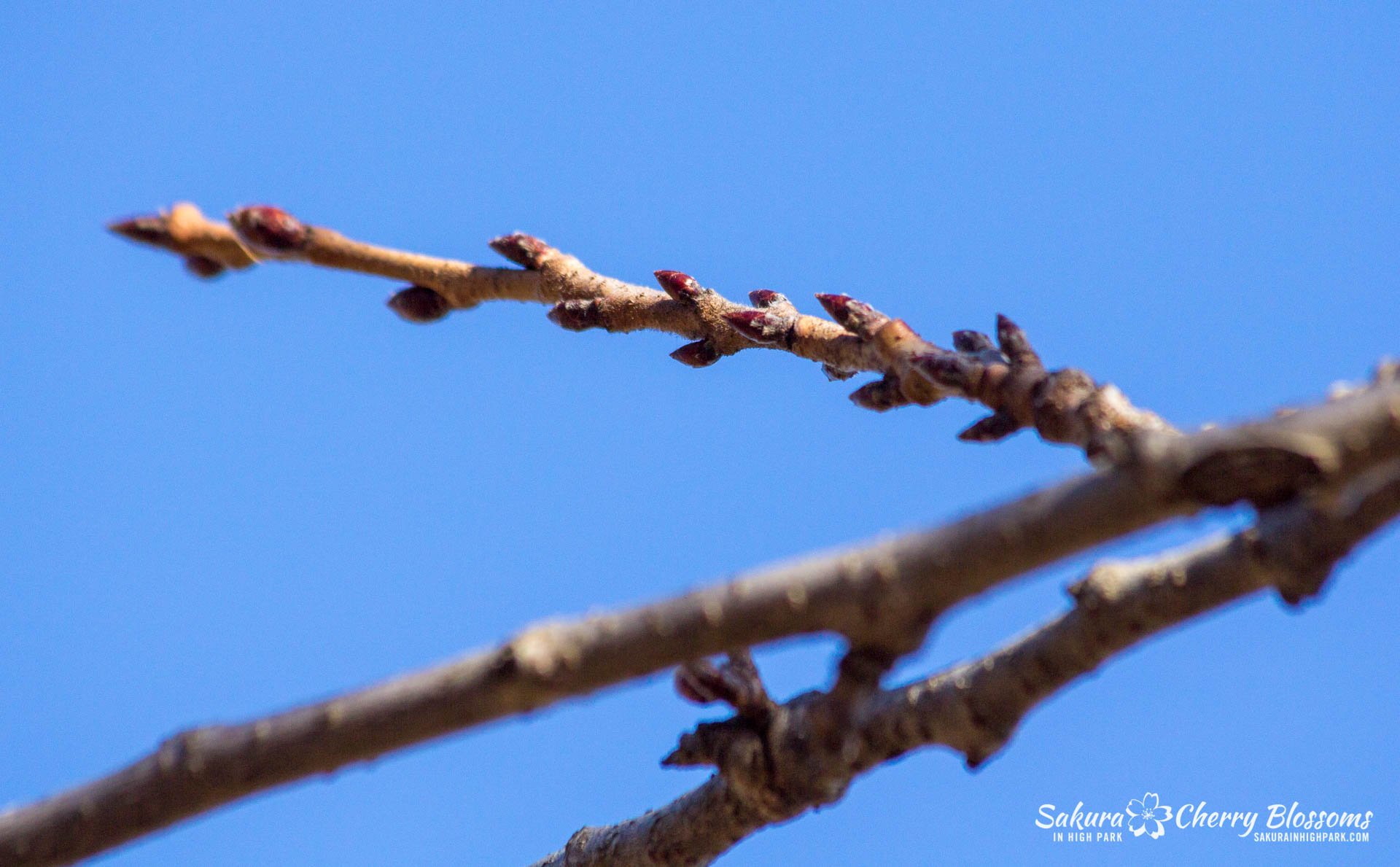 SakuraWatch-Mar04-18-10.jpg
