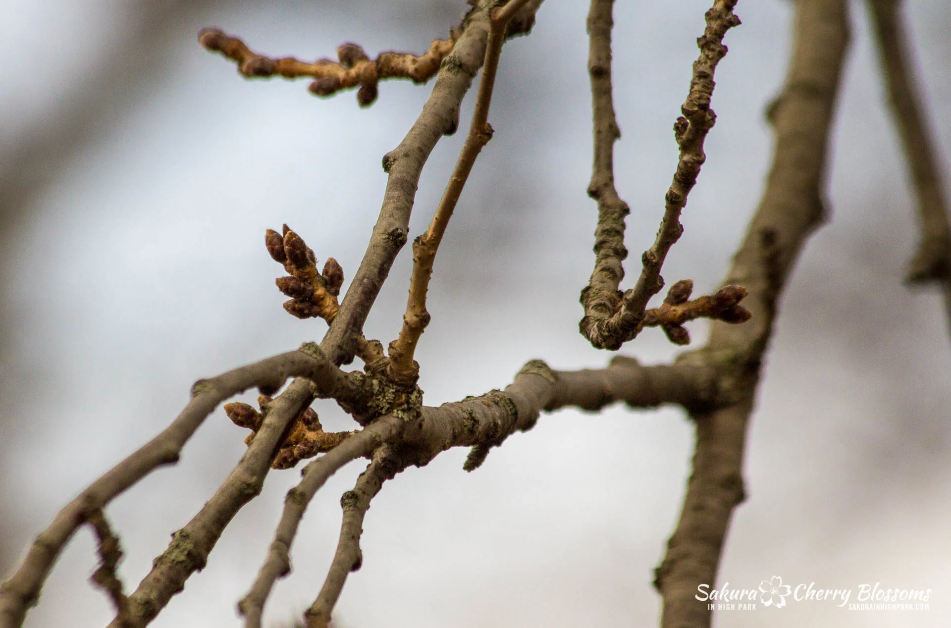 SakuraWatch-Mar14_18-1.jpg