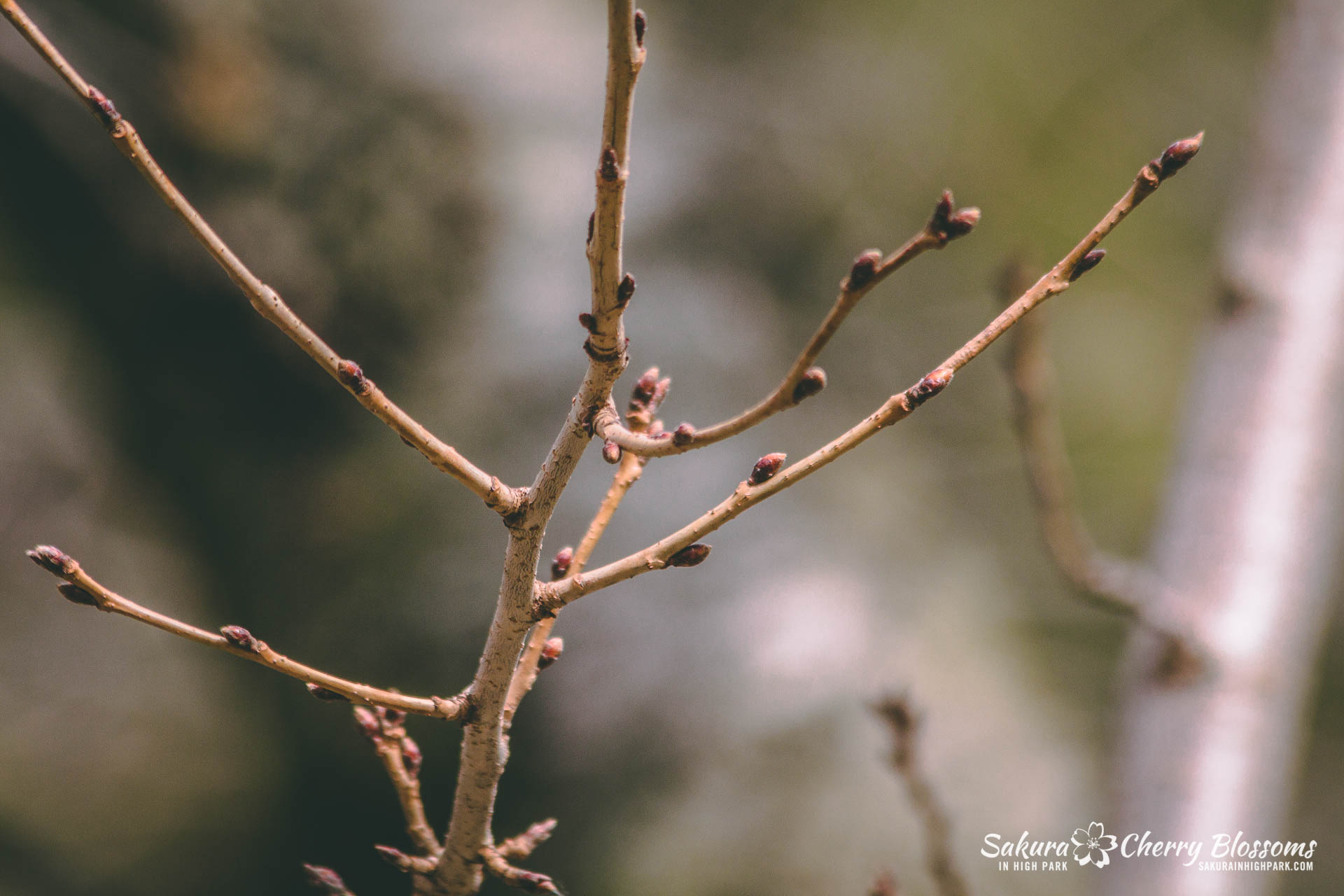 SakuraWatch-Mar14_18-3.jpg
