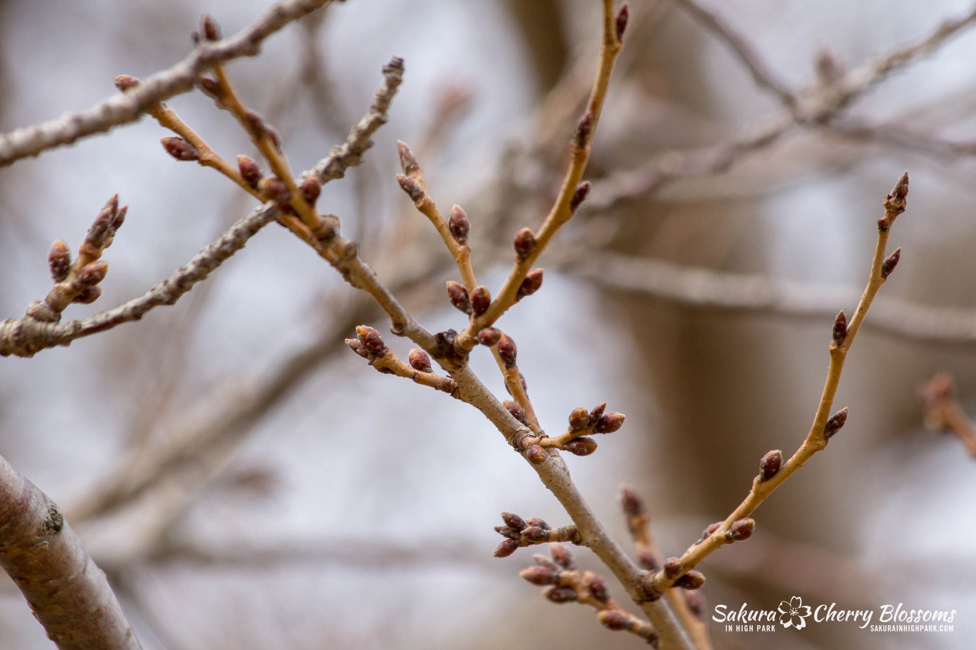Sakura-Watch-March-28-2018-21.jpg