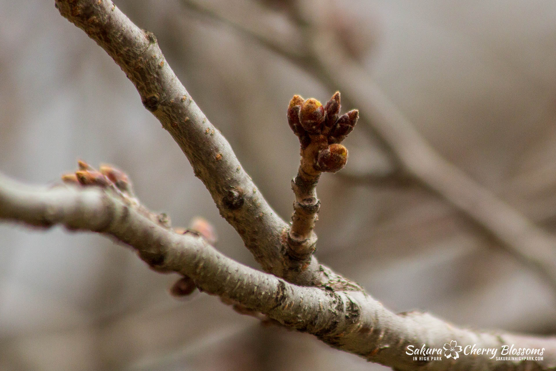Sakura-Watch-April-5-2018-10.jpg
