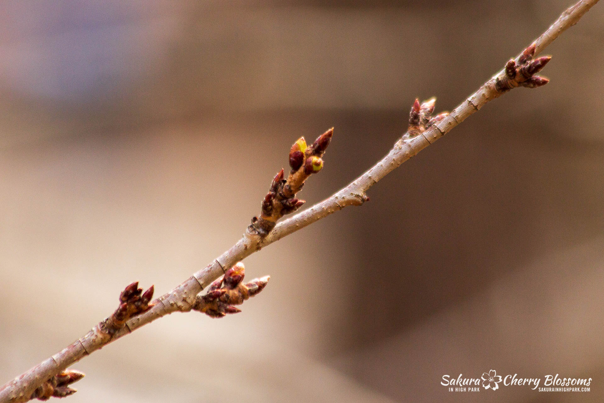 Sakura-Watch-April-12-2018-6.jpg