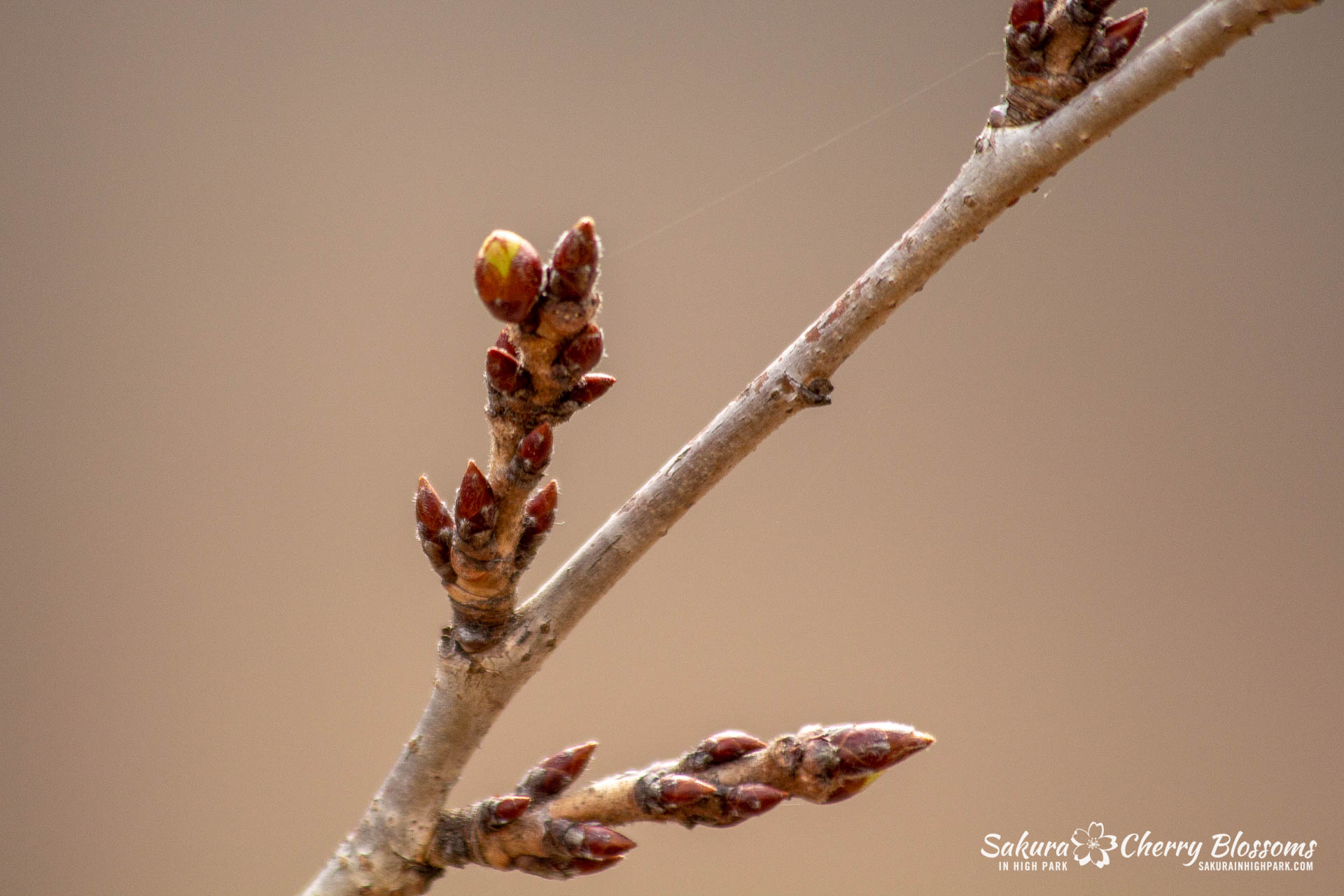 Sakura-Watch-April-12-2018-8.jpg