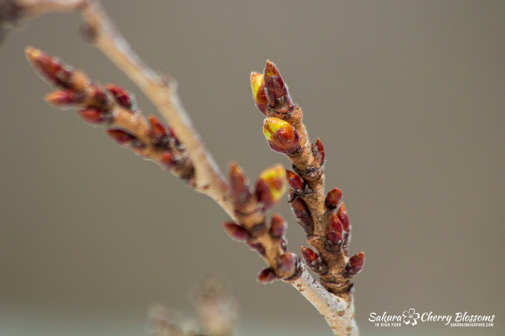 Sakura-Watch-April-17-2018-15-1.jpg