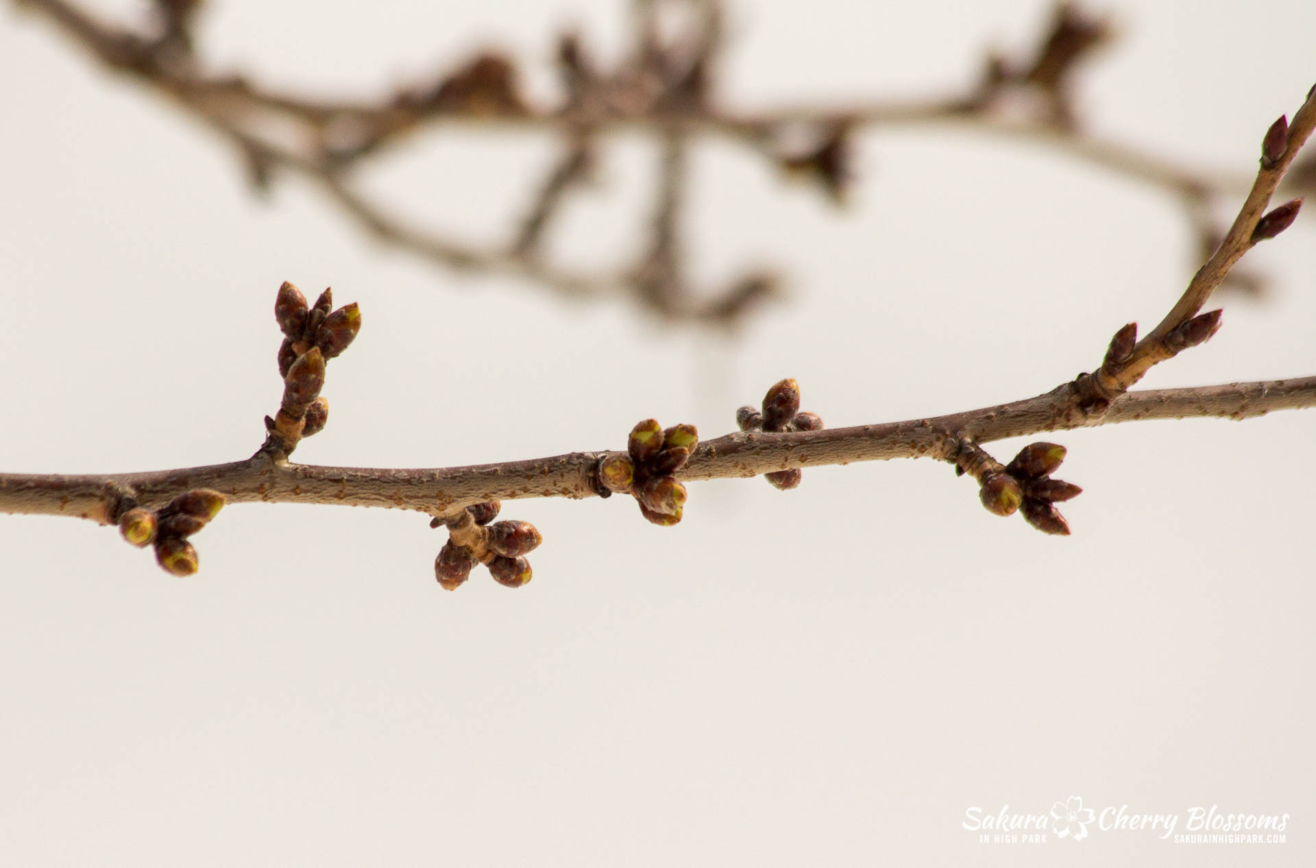 Sakura-Watch-April-17-2018-8.jpg