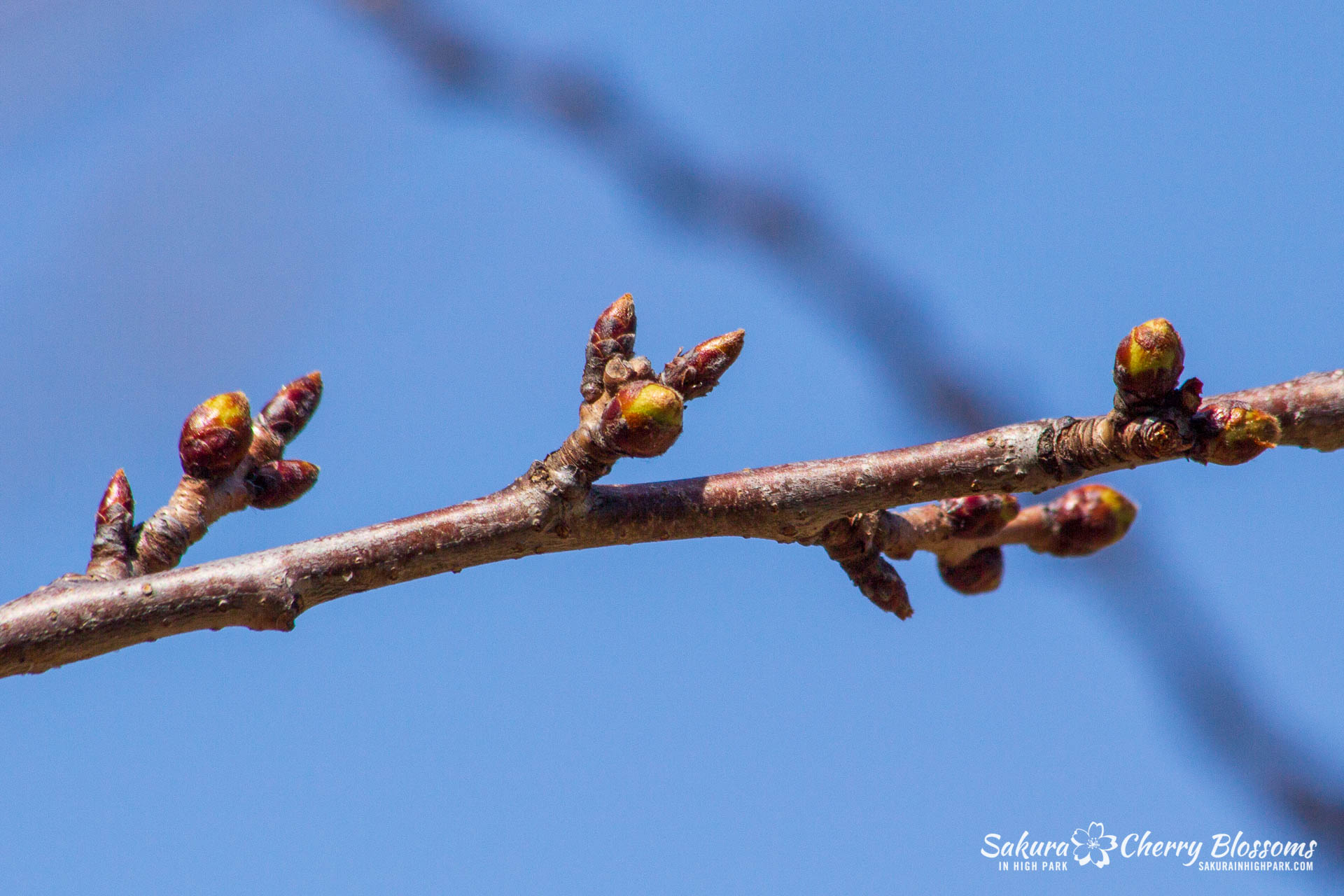 Sakura-Watch-April-21-2018-24.jpg