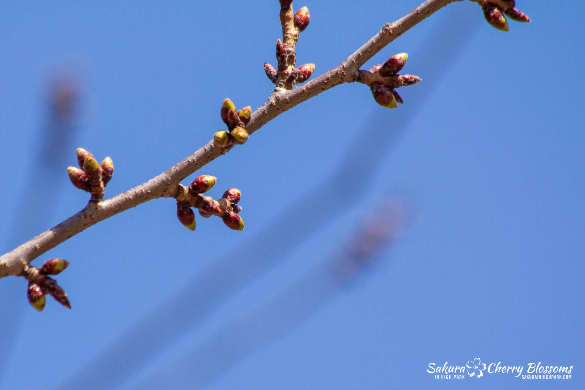 Sakura-Watch-April-21-2018-32.jpg