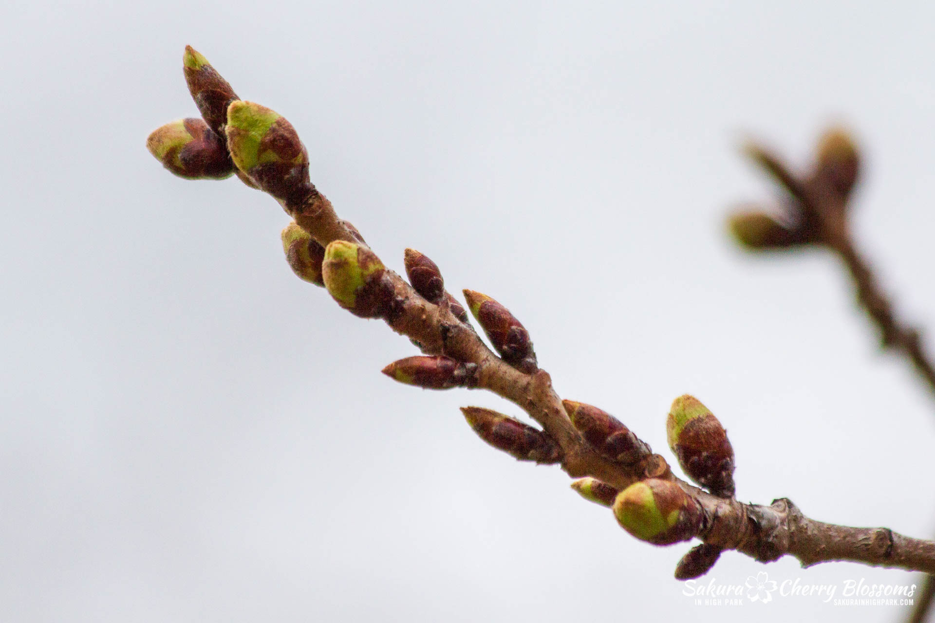 Sakura-Watch-April-24-2018-32.jpg
