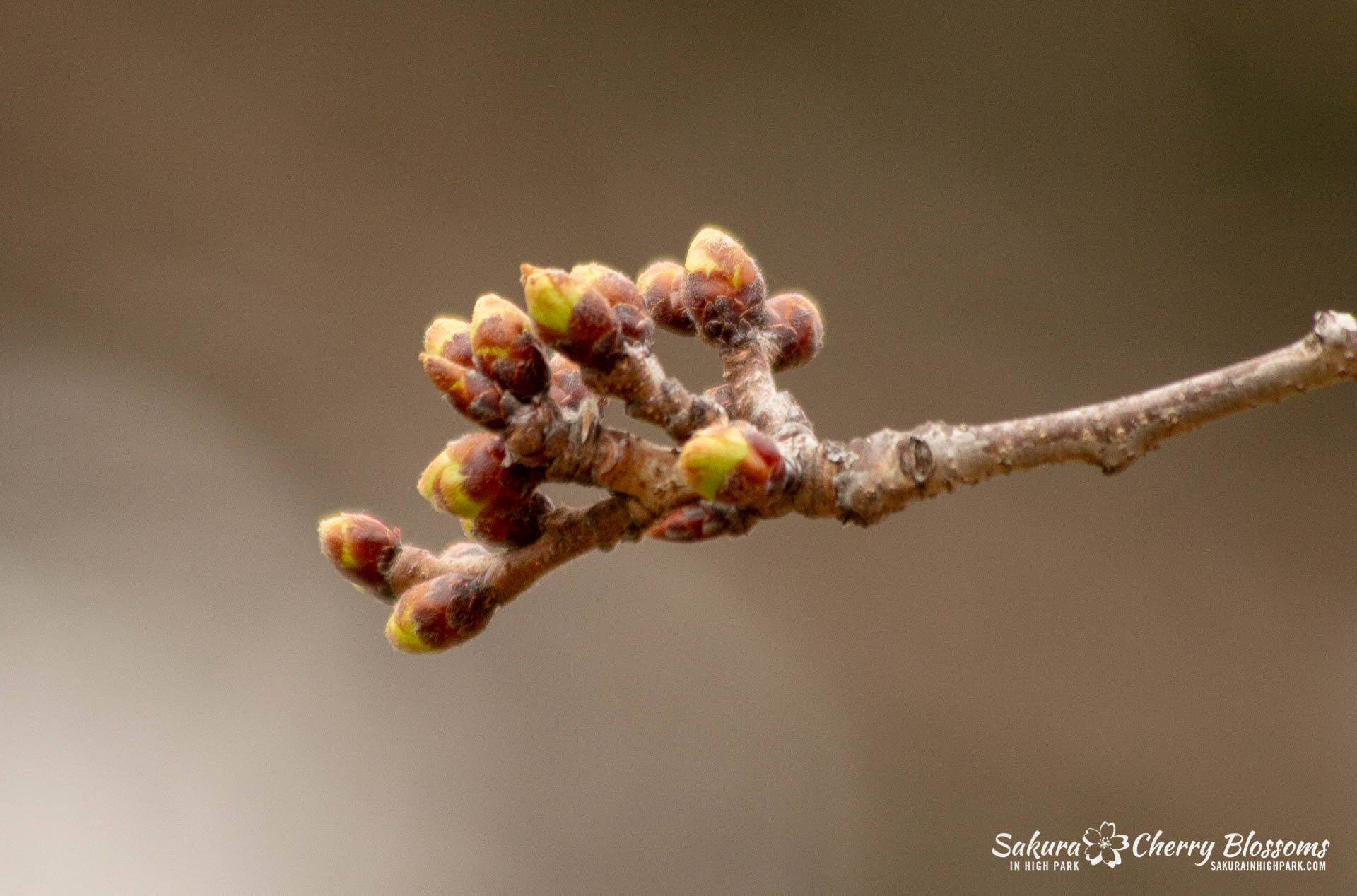 Sakura-Watch-April-24-2018-2.jpg