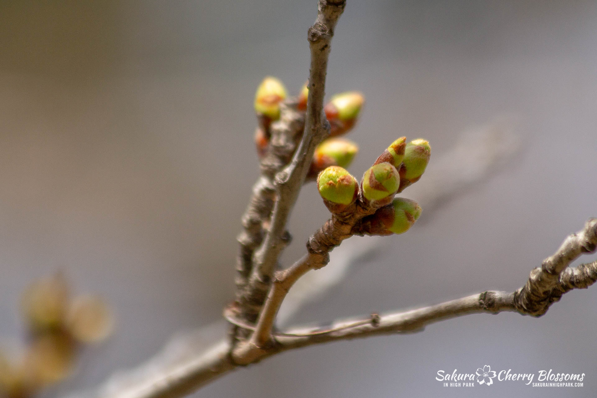 Sakura-Watch-April-27-2018-42.jpg