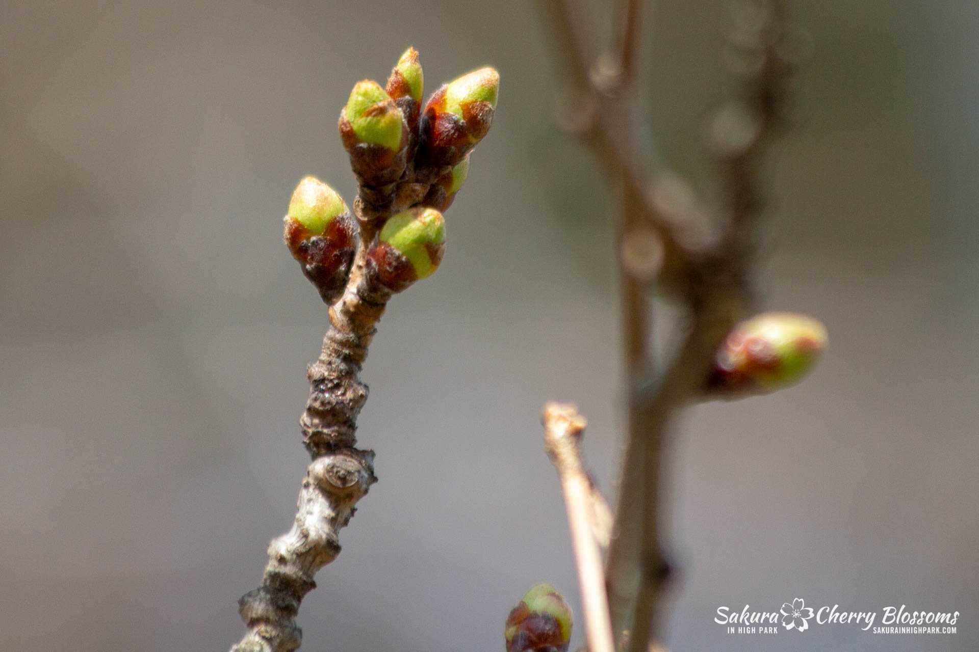 Sakura-Watch-April-27-2018-44.jpg