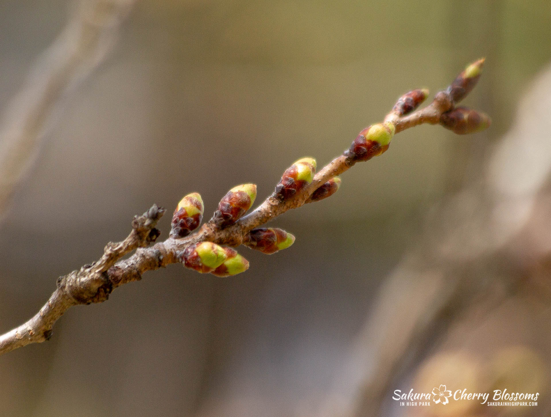 Sakura-Watch-April-27-2018-45.jpg