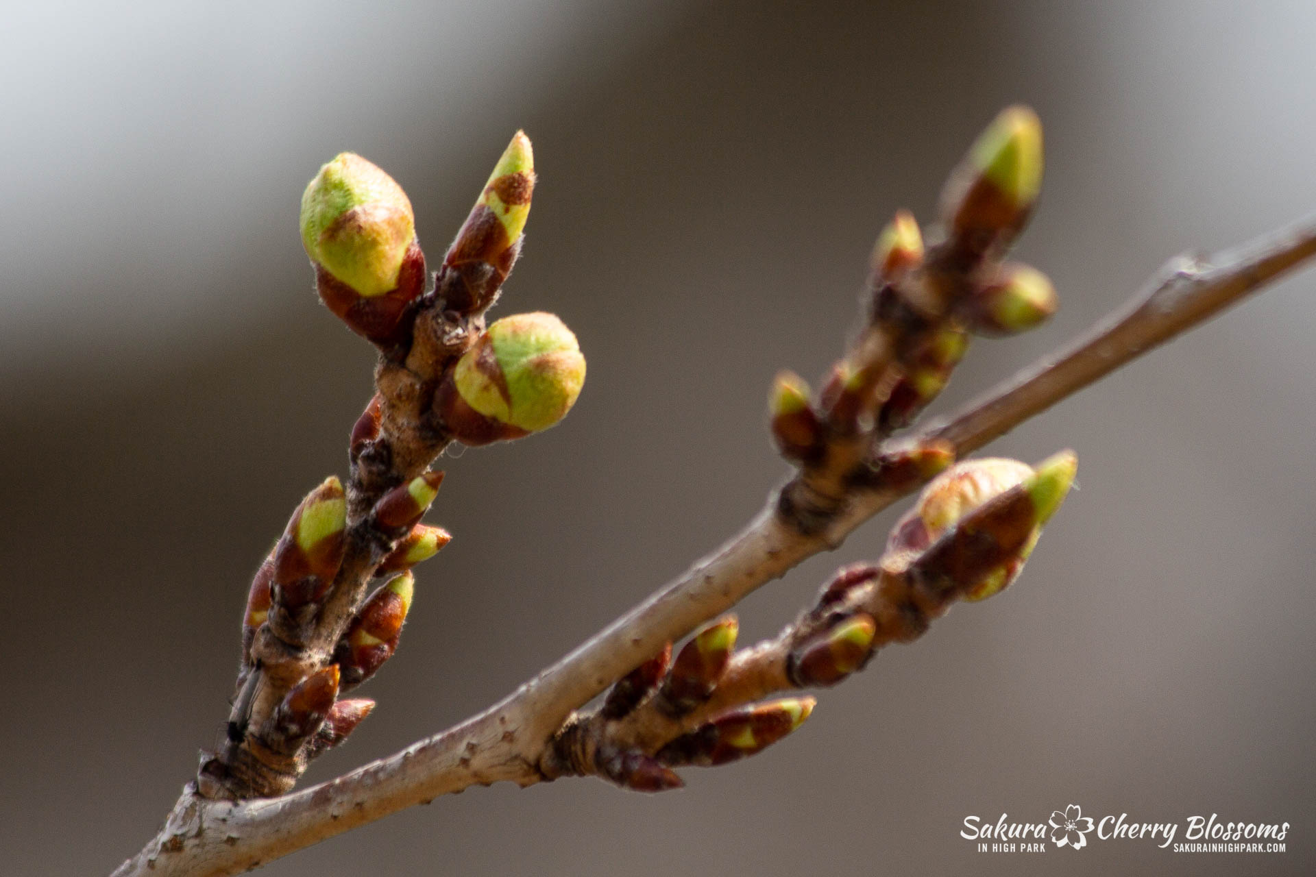 Sakura-Watch-April-27-2018-14.jpg