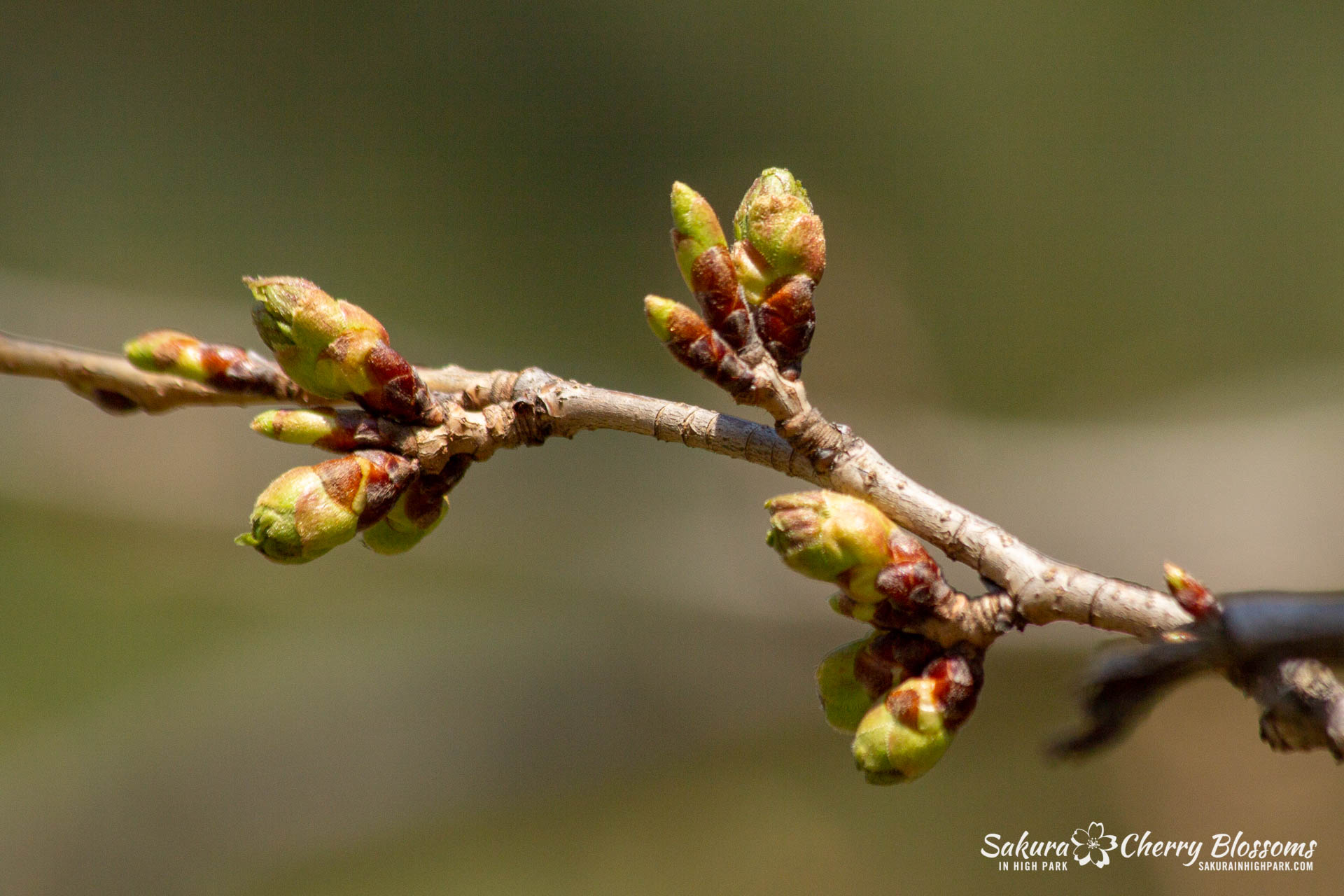 Sakura-Watch-May-1-2018-68.jpg