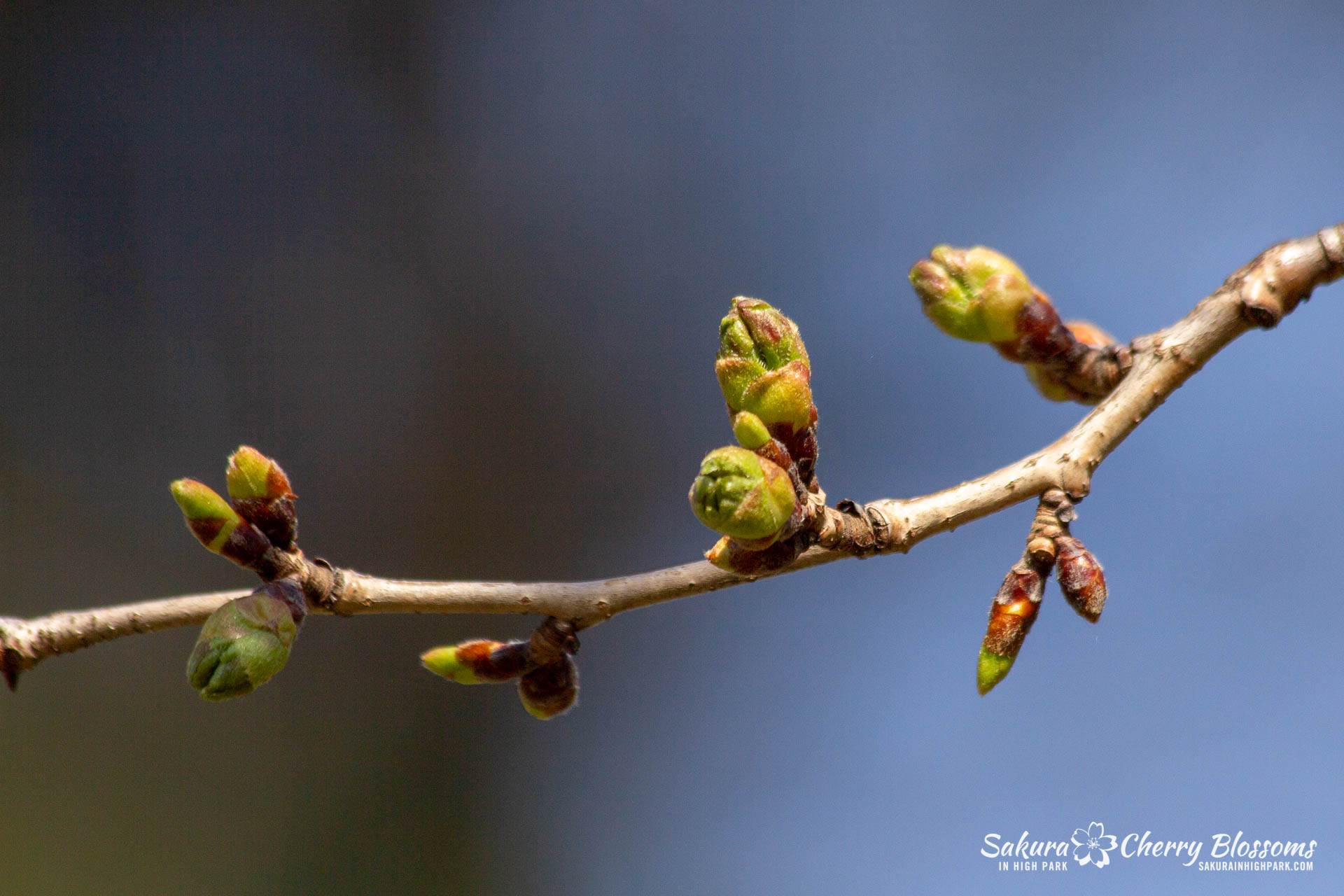 Sakura-Watch-May-1-2018-64.jpg