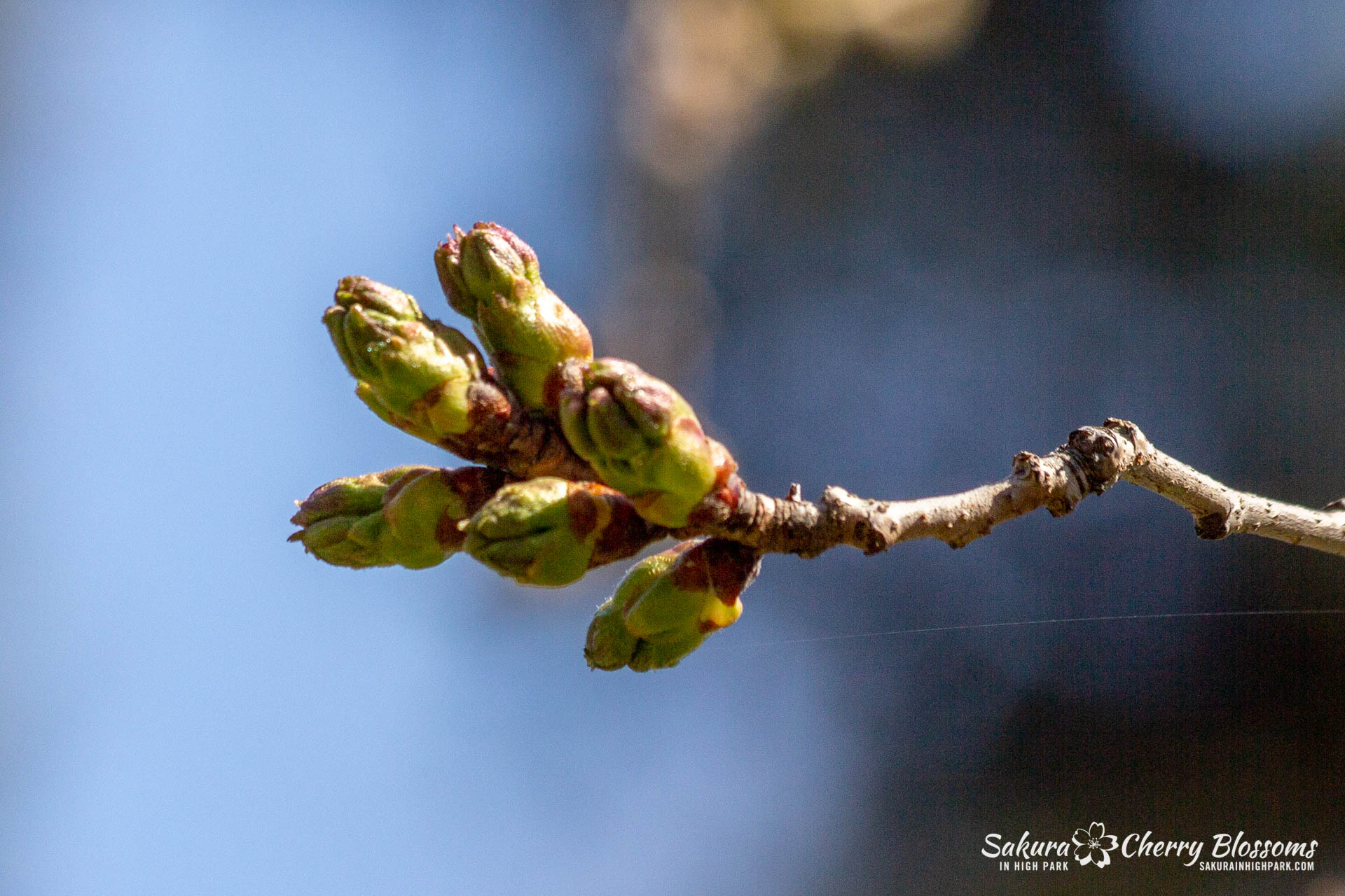 Sakura-Watch-May-1-2018-53.jpg