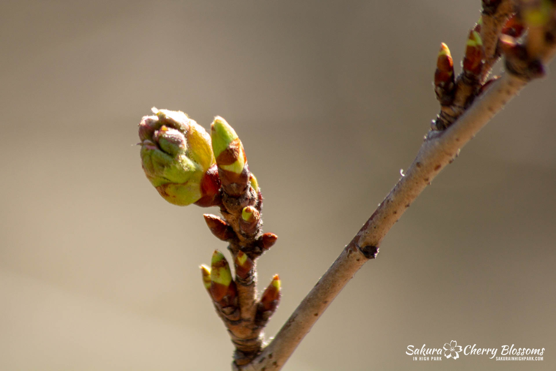 Sakura-Watch-May-1-2018-18.jpg