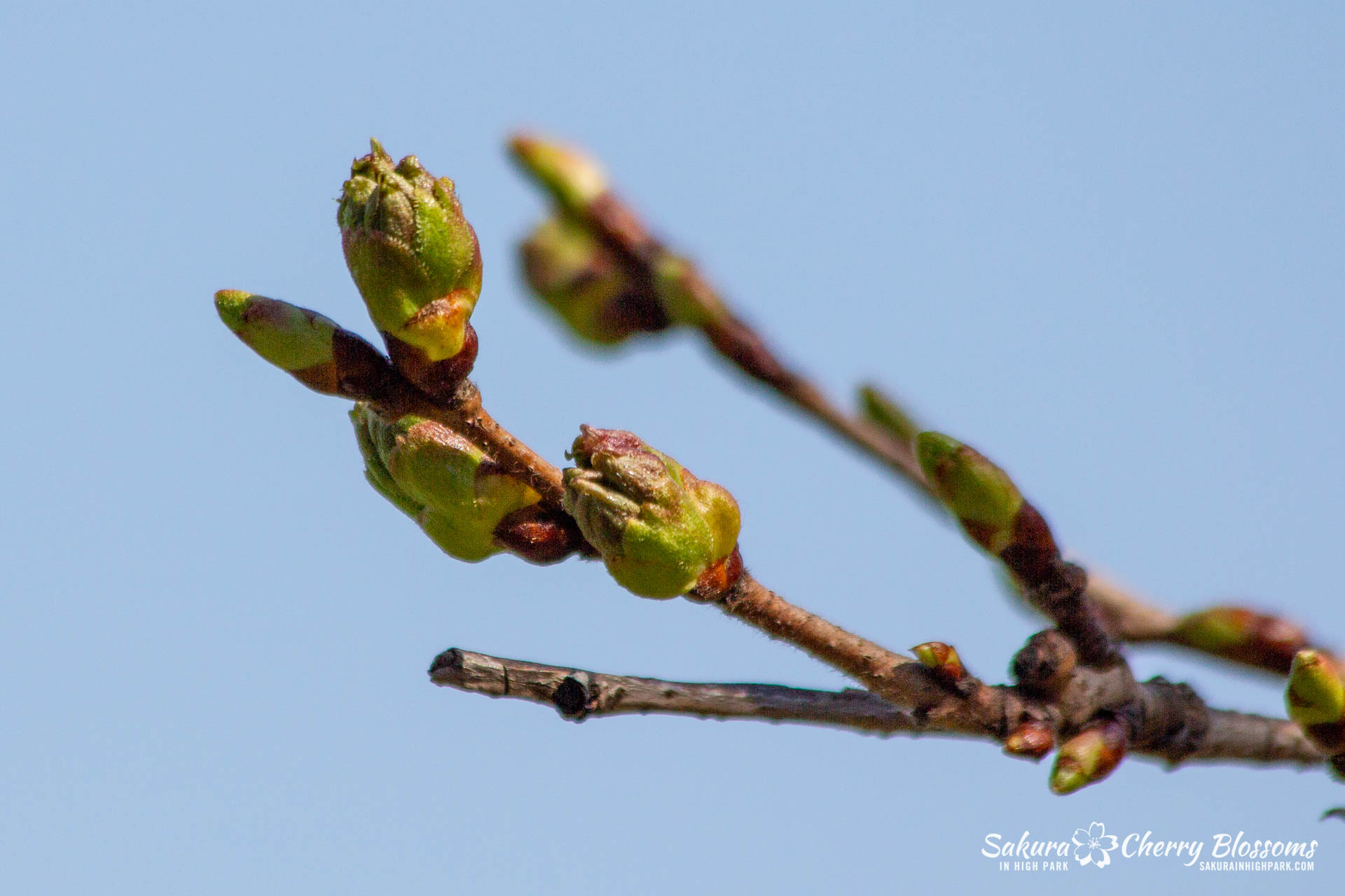 Sakura-Watch-May-1-2018-24.jpg