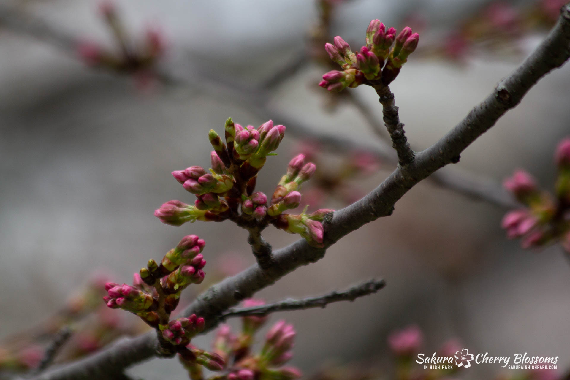 Sakura-Watch-May-4-2018-45.jpg