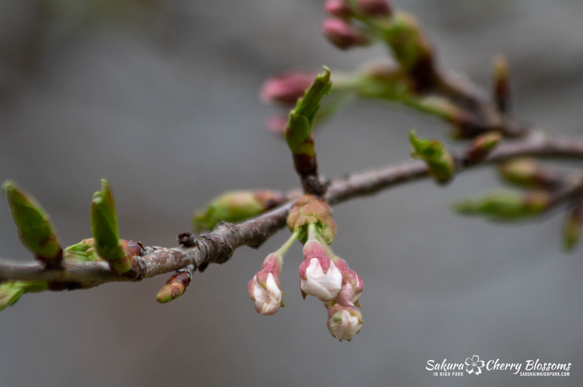 Sakura-Watch-May-4-2018-62.jpg