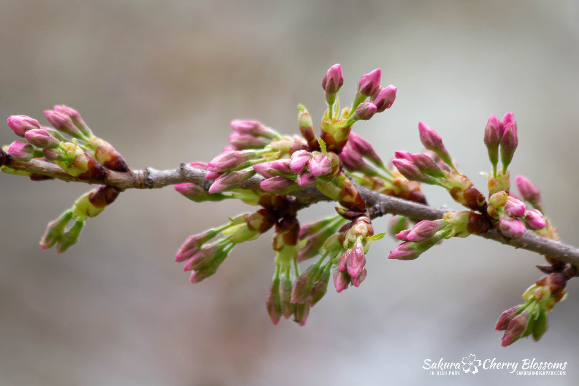Sakura-Watch-May-4-2018-38.jpg