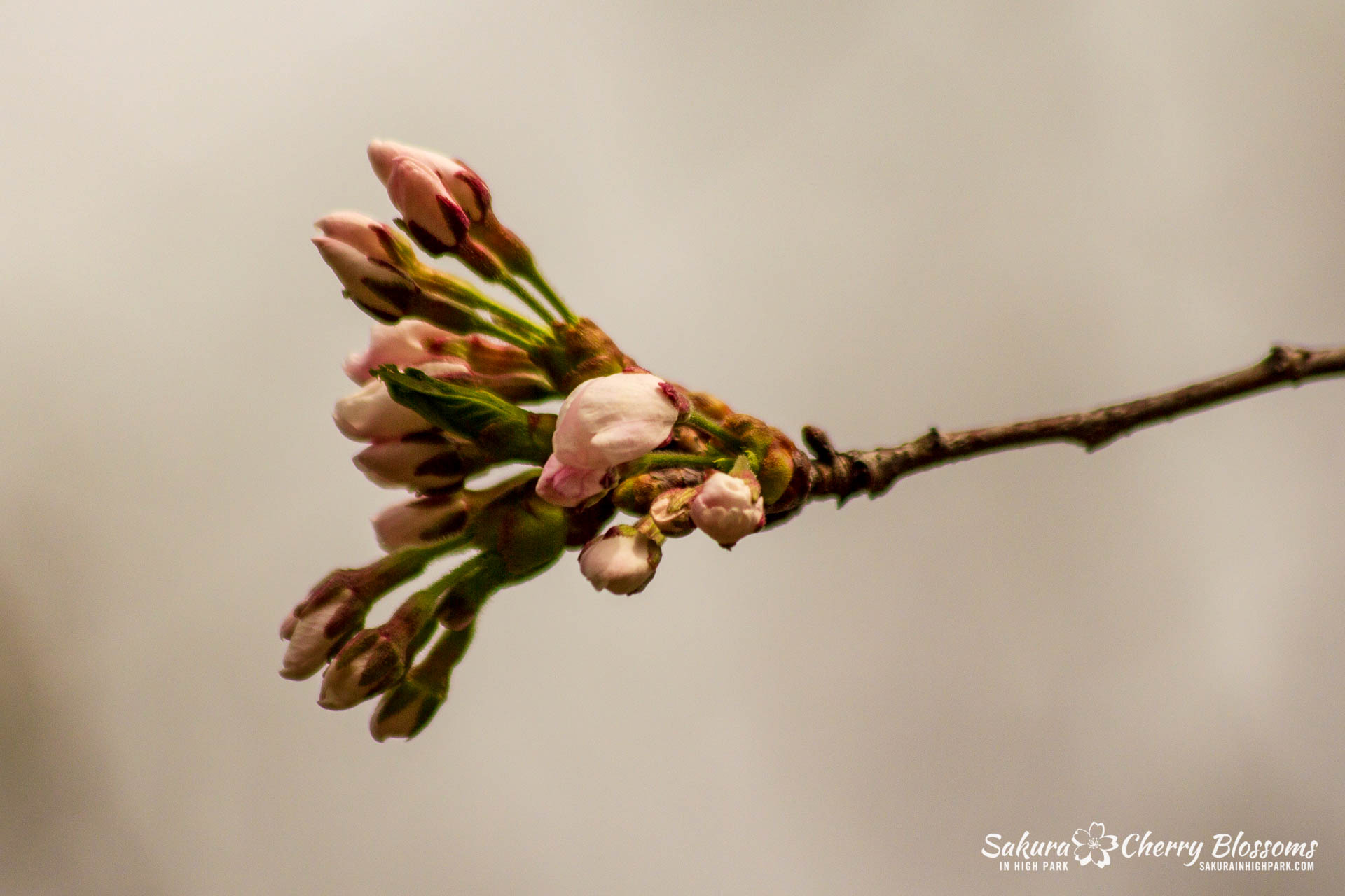 Sakura-Watch-May-4-2018-31.jpg