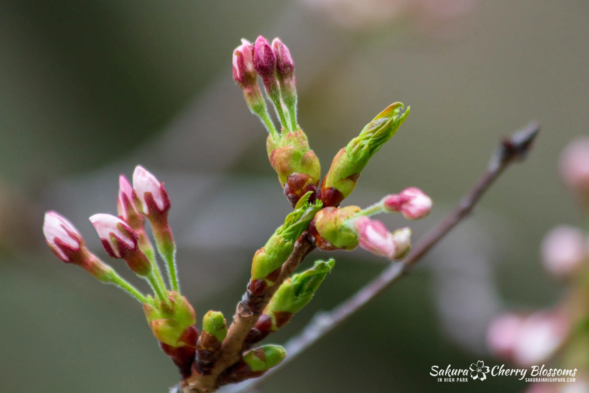 Sakura-Watch-May-4-2018-27.jpg