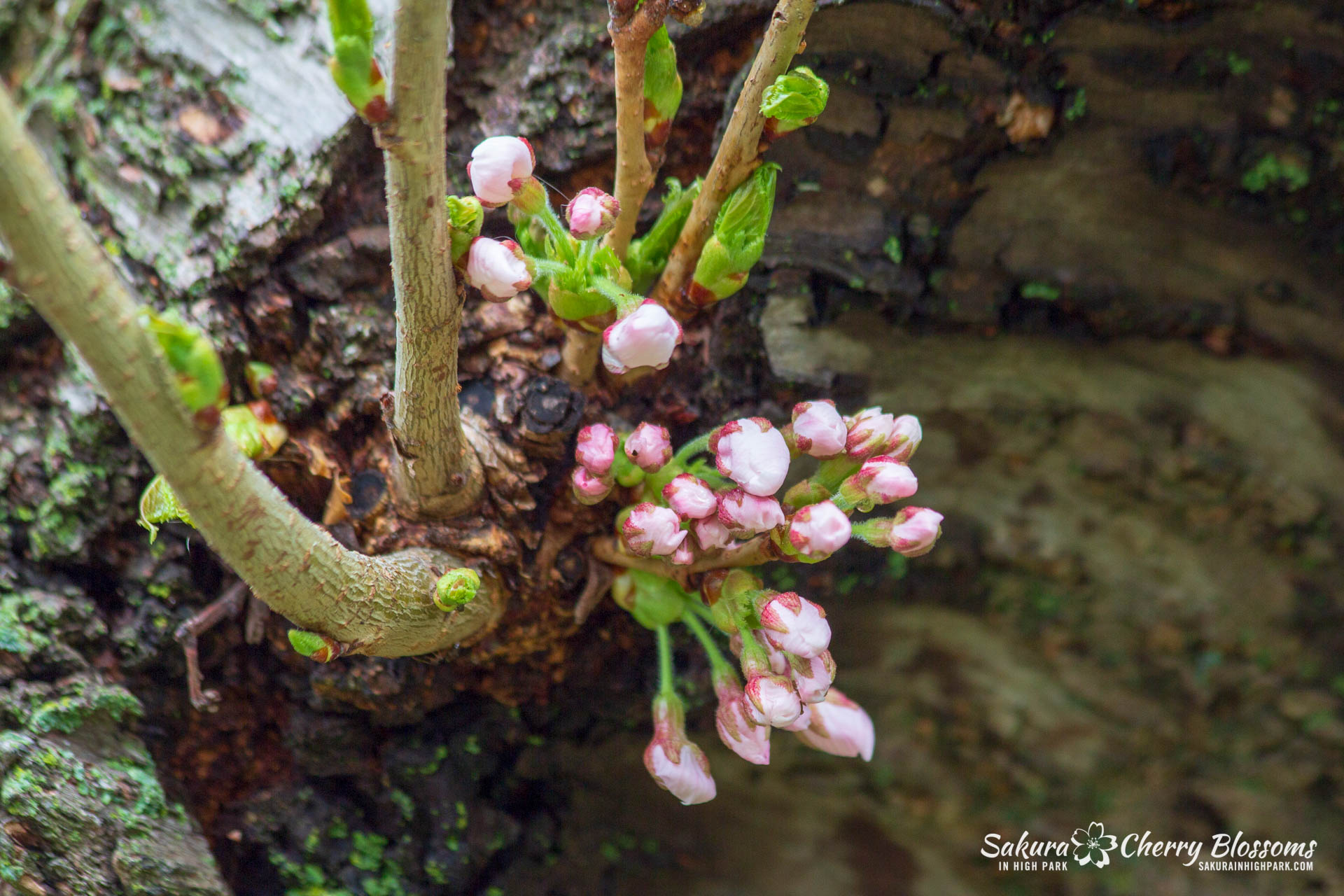 Sakura-Watch-May-4-2018-9.jpg