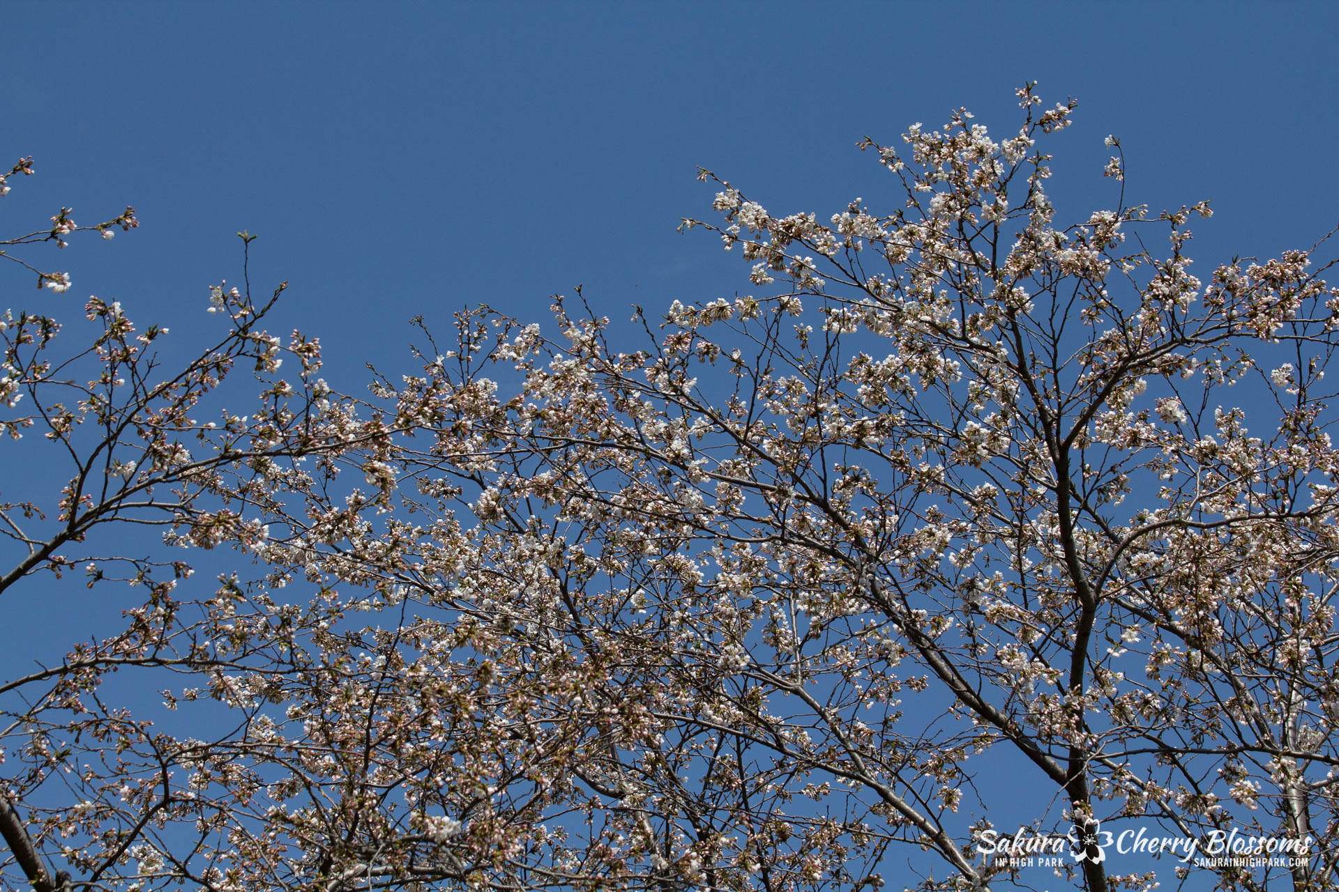 Sakura-Watch-May-5-2018-150.jpg