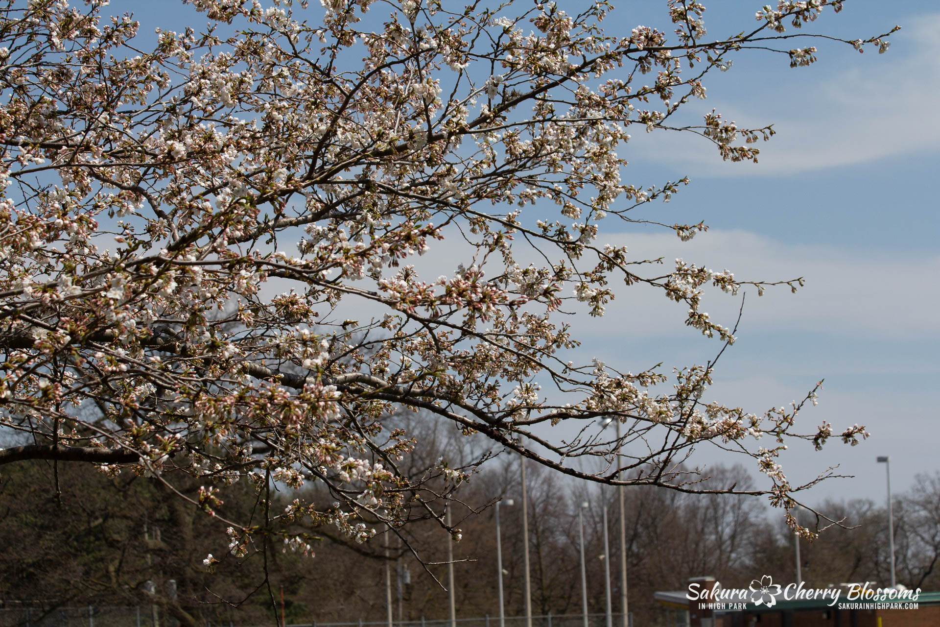 Sakura-Watch-May-5-2018-153.jpg