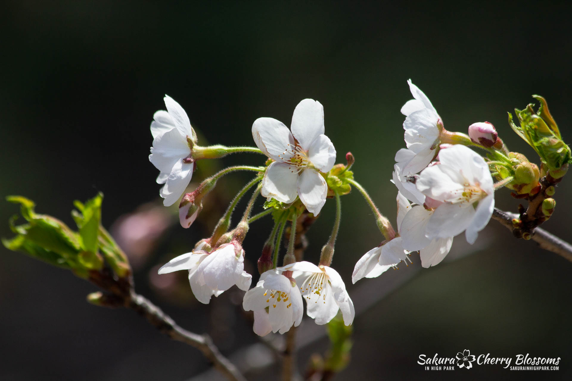 Sakura-Watch-May-5-2018-128.jpg