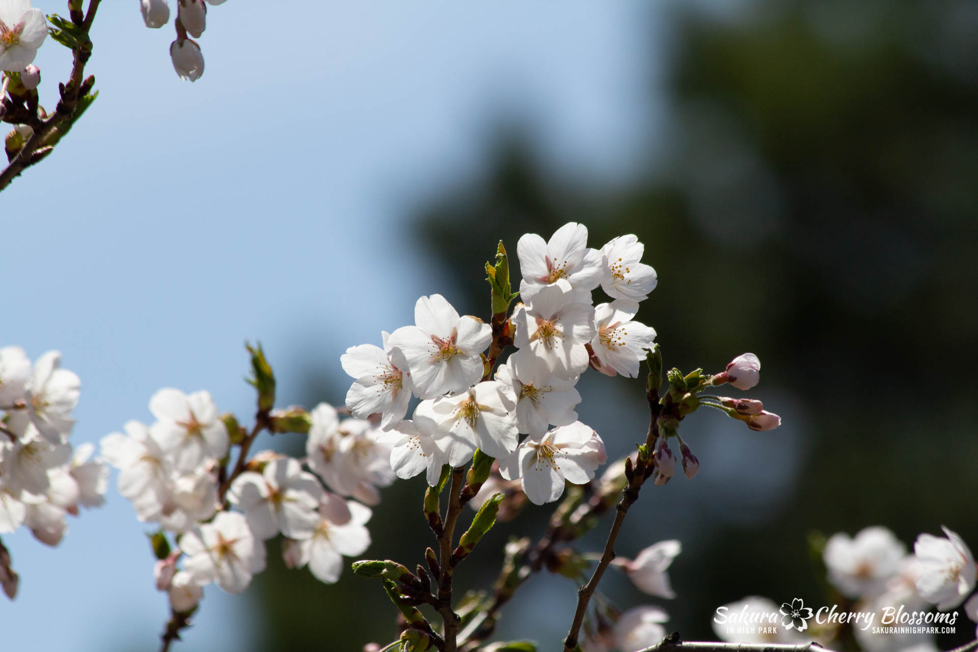 Sakura-Watch-May-5-2018-113.jpg