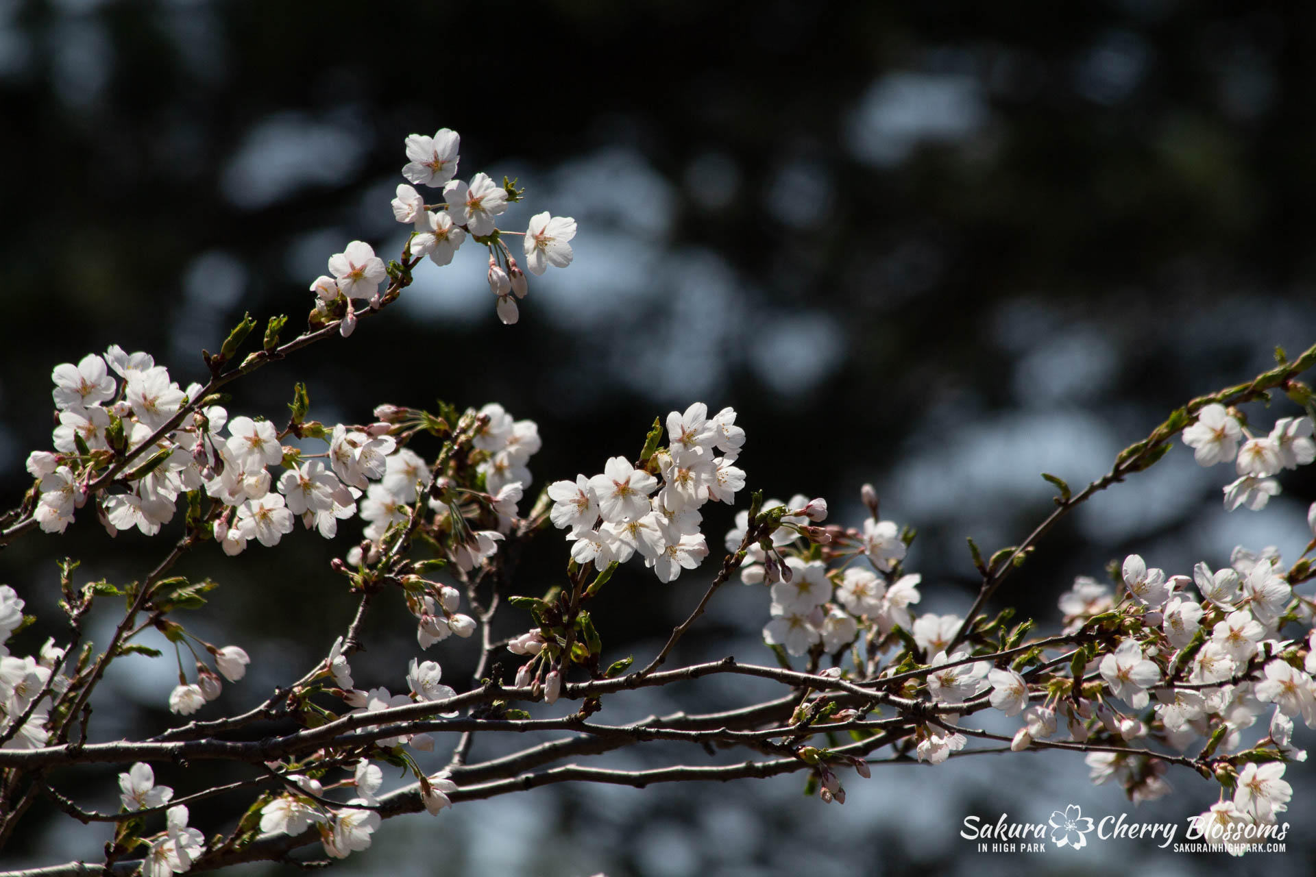 Sakura-Watch-May-5-2018-112.jpg