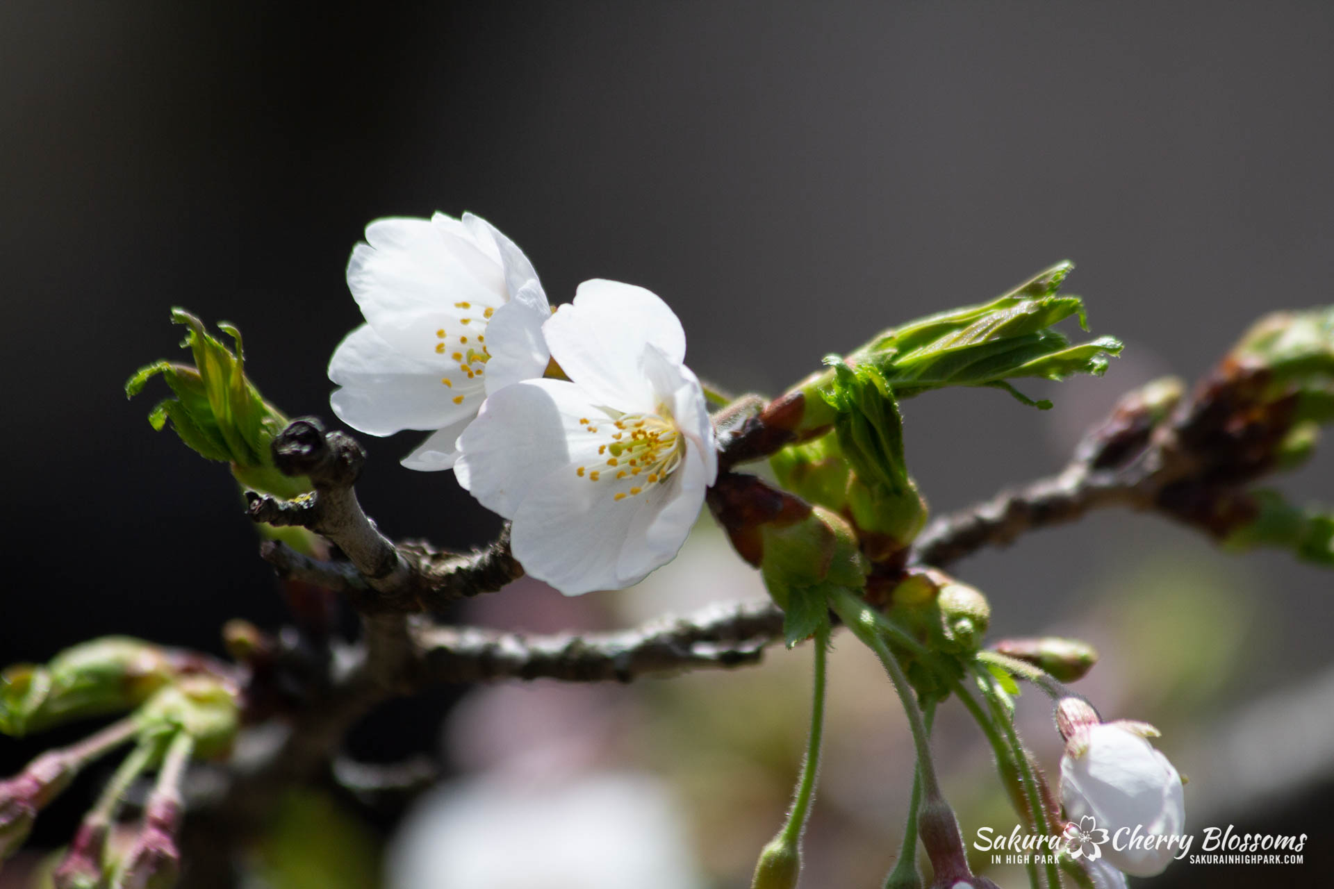 Sakura-Watch-May-5-2018-43.jpg