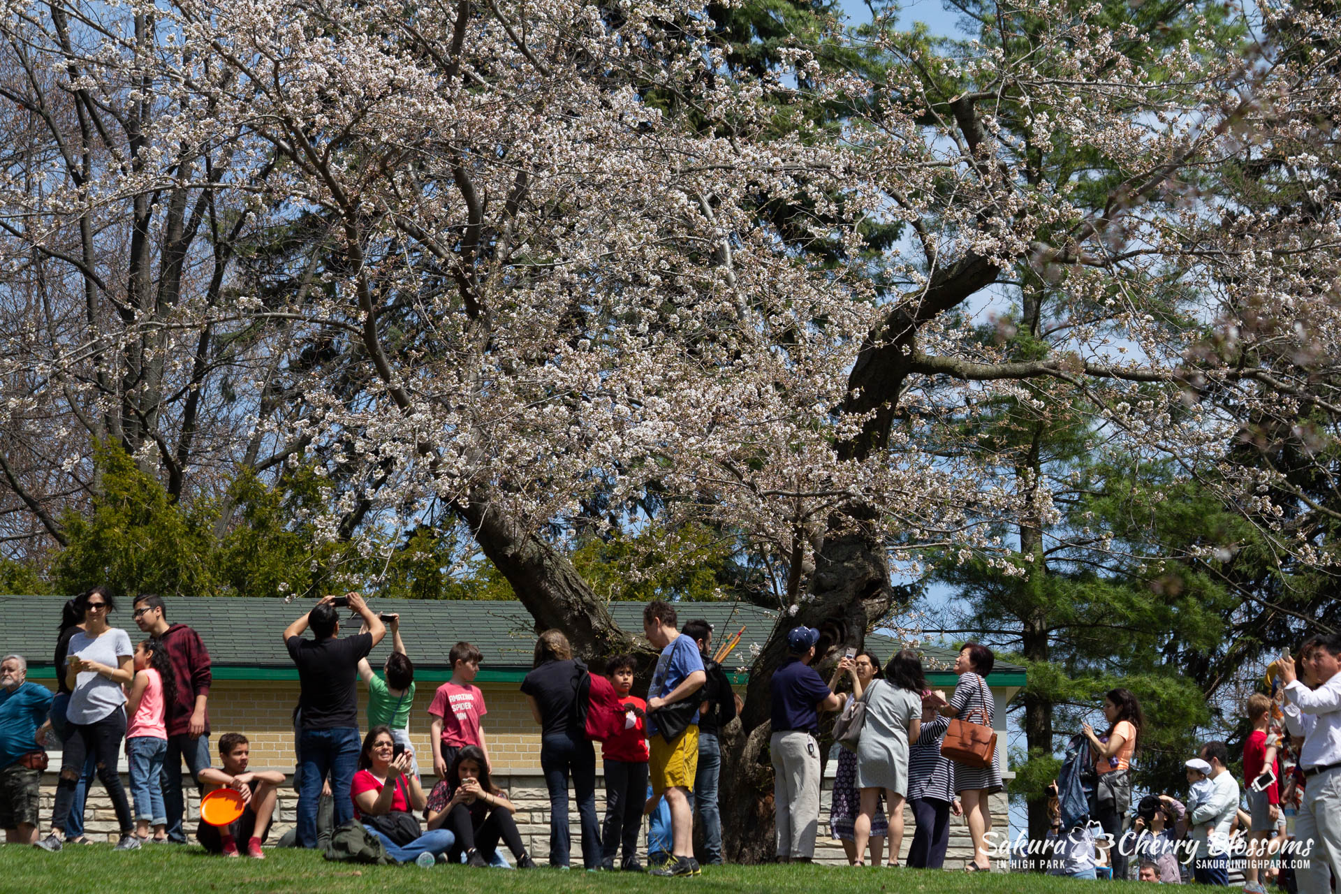 Sakura-Watch-May-5-2018-66.jpg