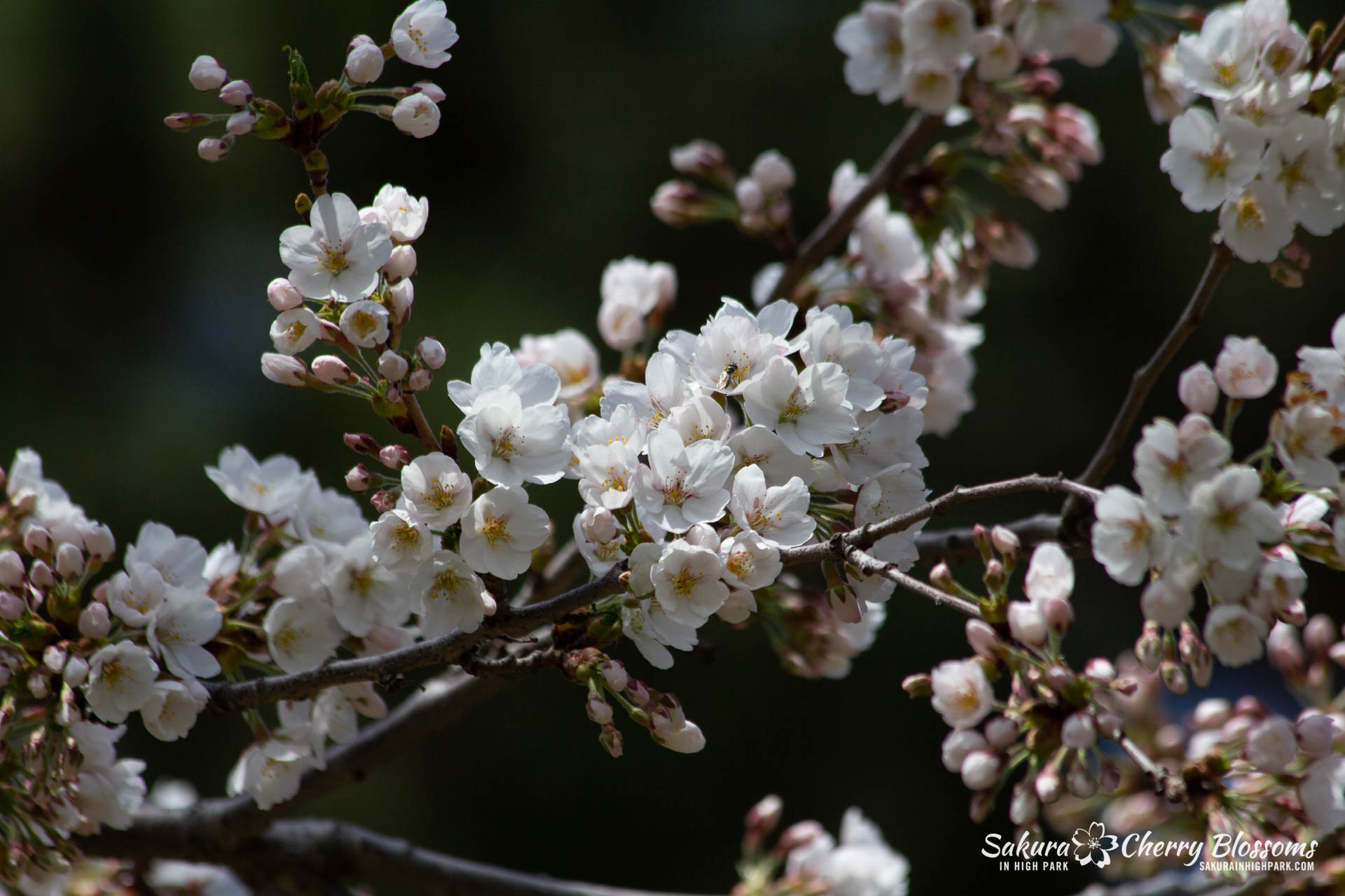 Sakura-Watch-May-5-2018-25.jpg